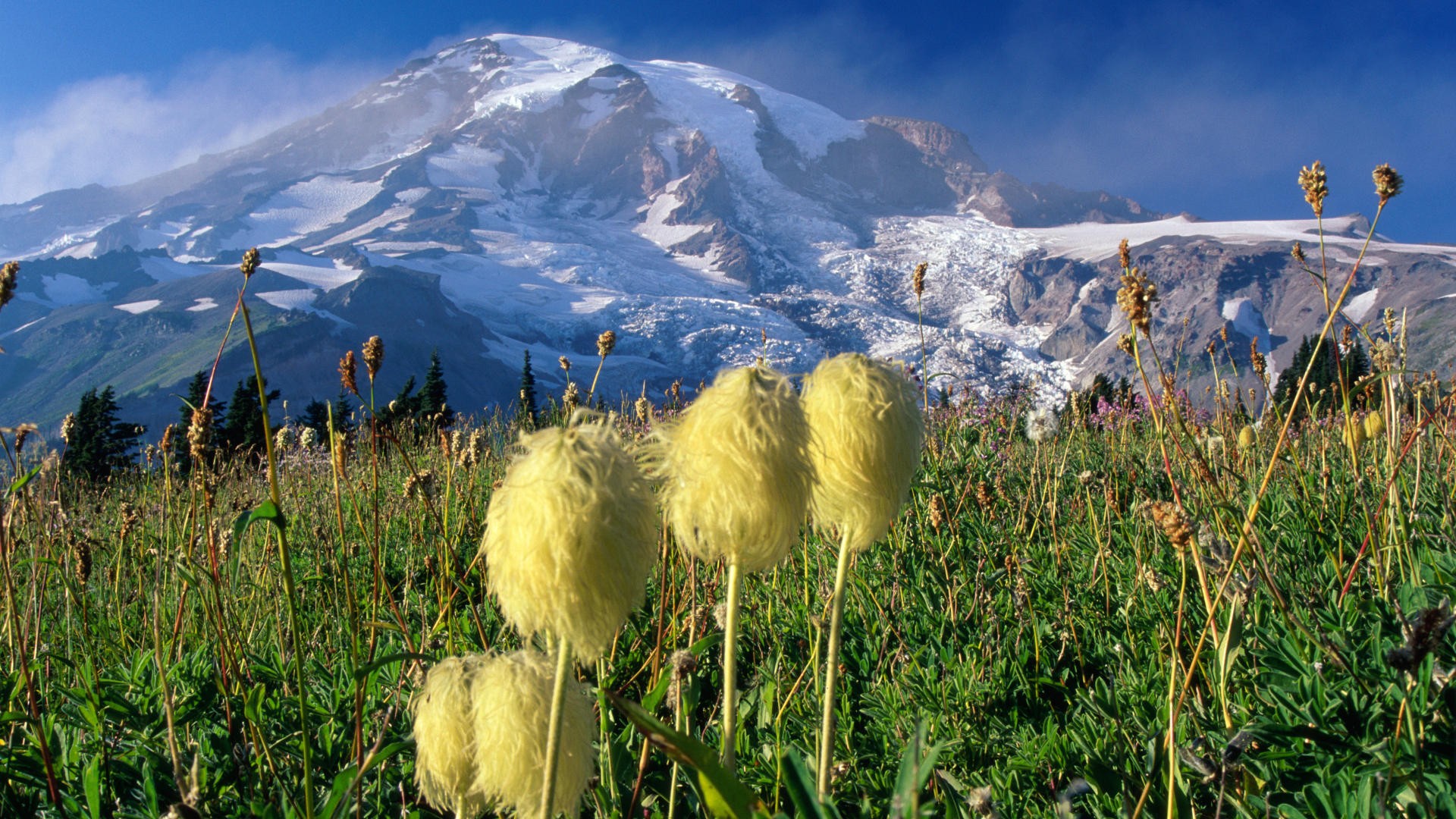 National Park, Washington, Mount Rainier - desktop wallpaper