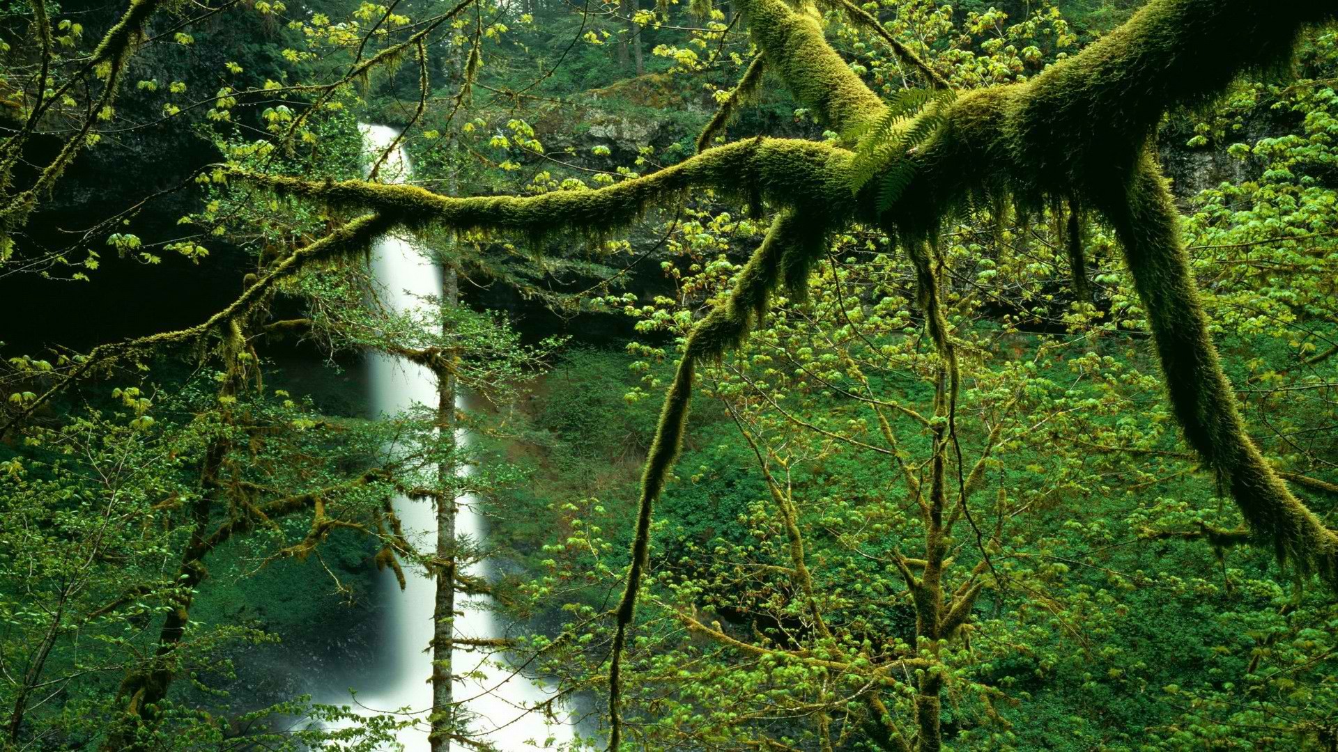 trees, north, silver, falls, Oregon, parks - desktop wallpaper