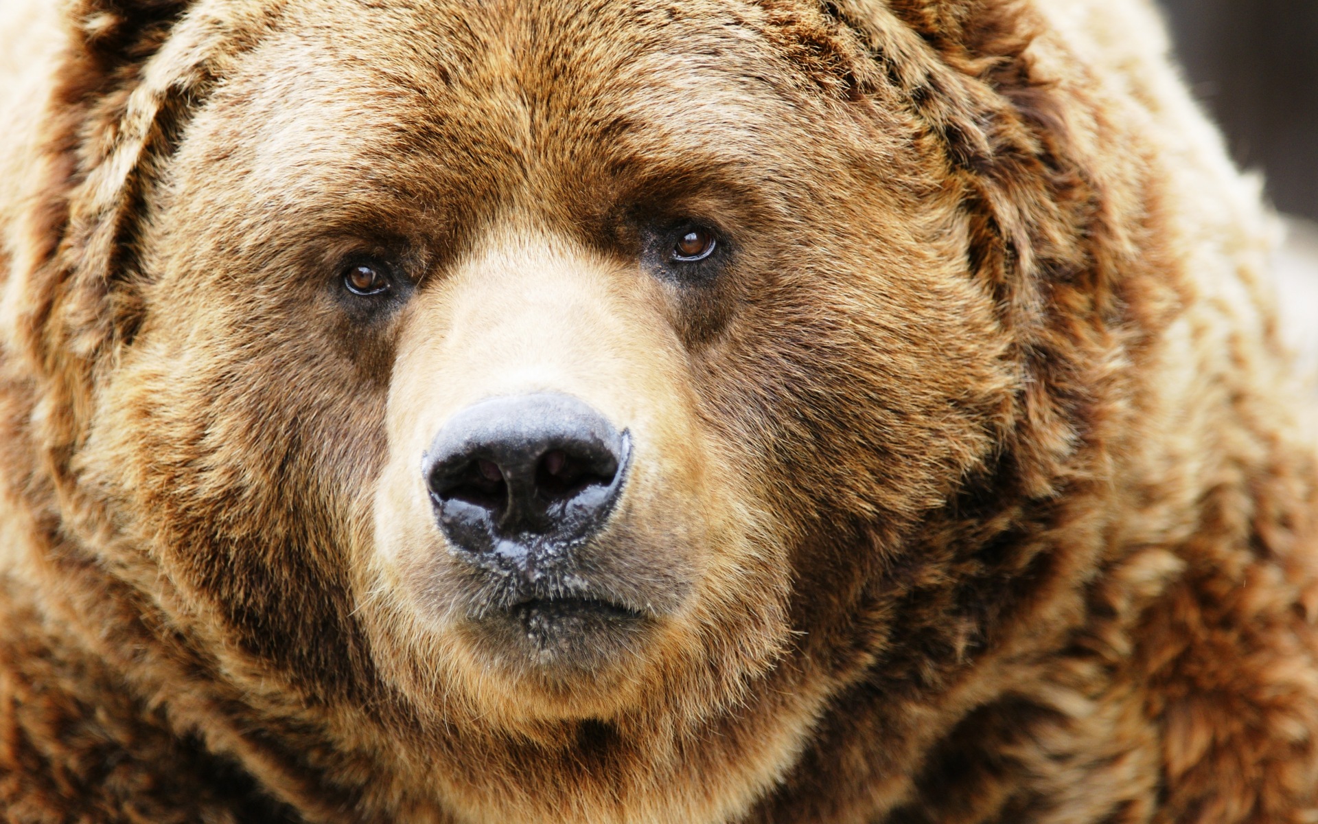 animals, bears, mammals - desktop wallpaper