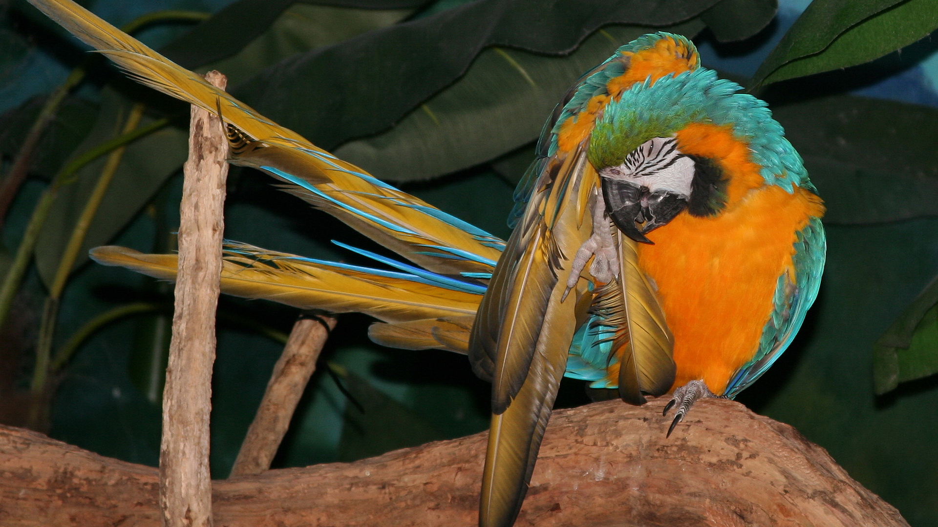 birds, parrots, Blue-and-yellow Macaws - desktop wallpaper