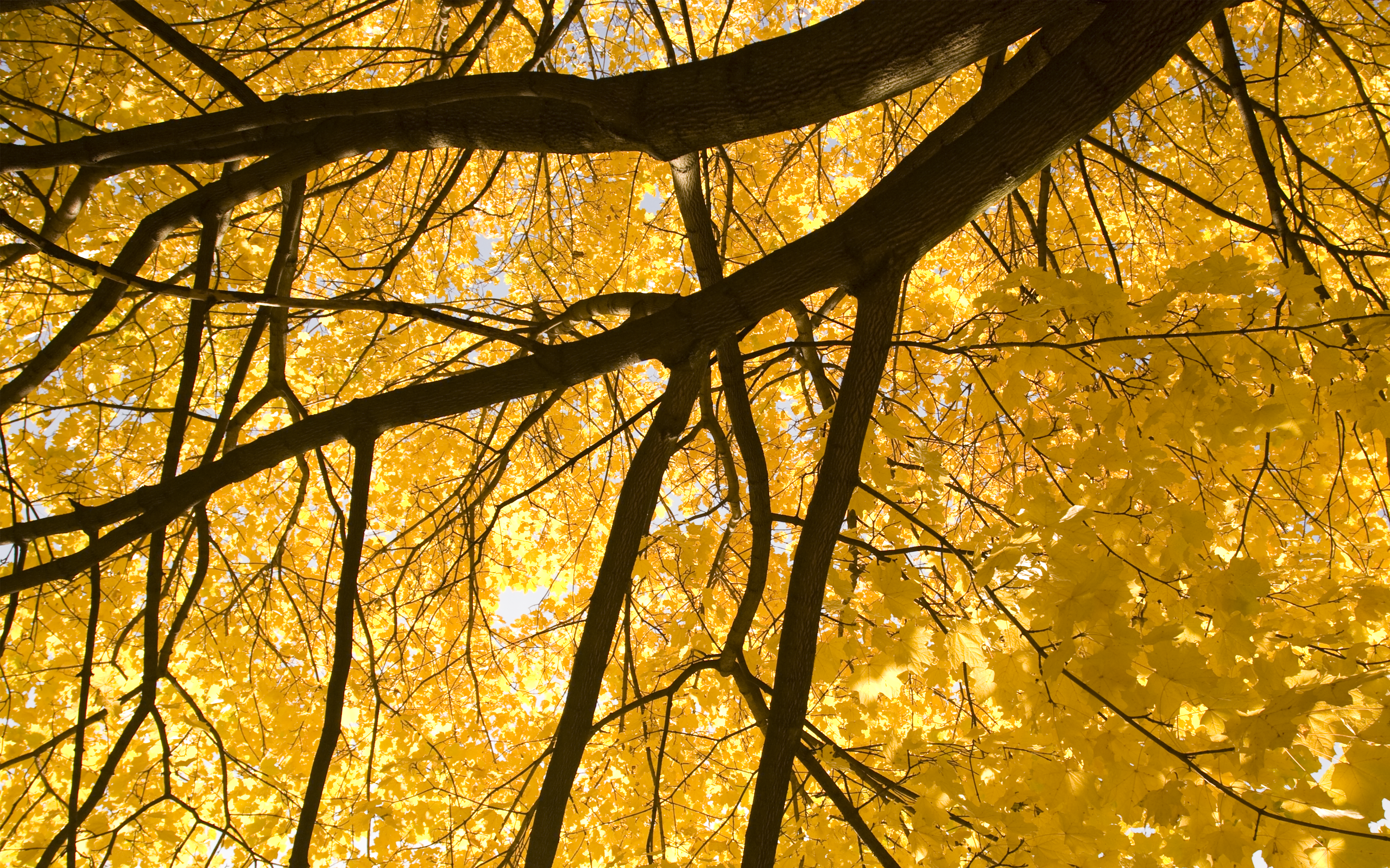 trees, yellow - desktop wallpaper