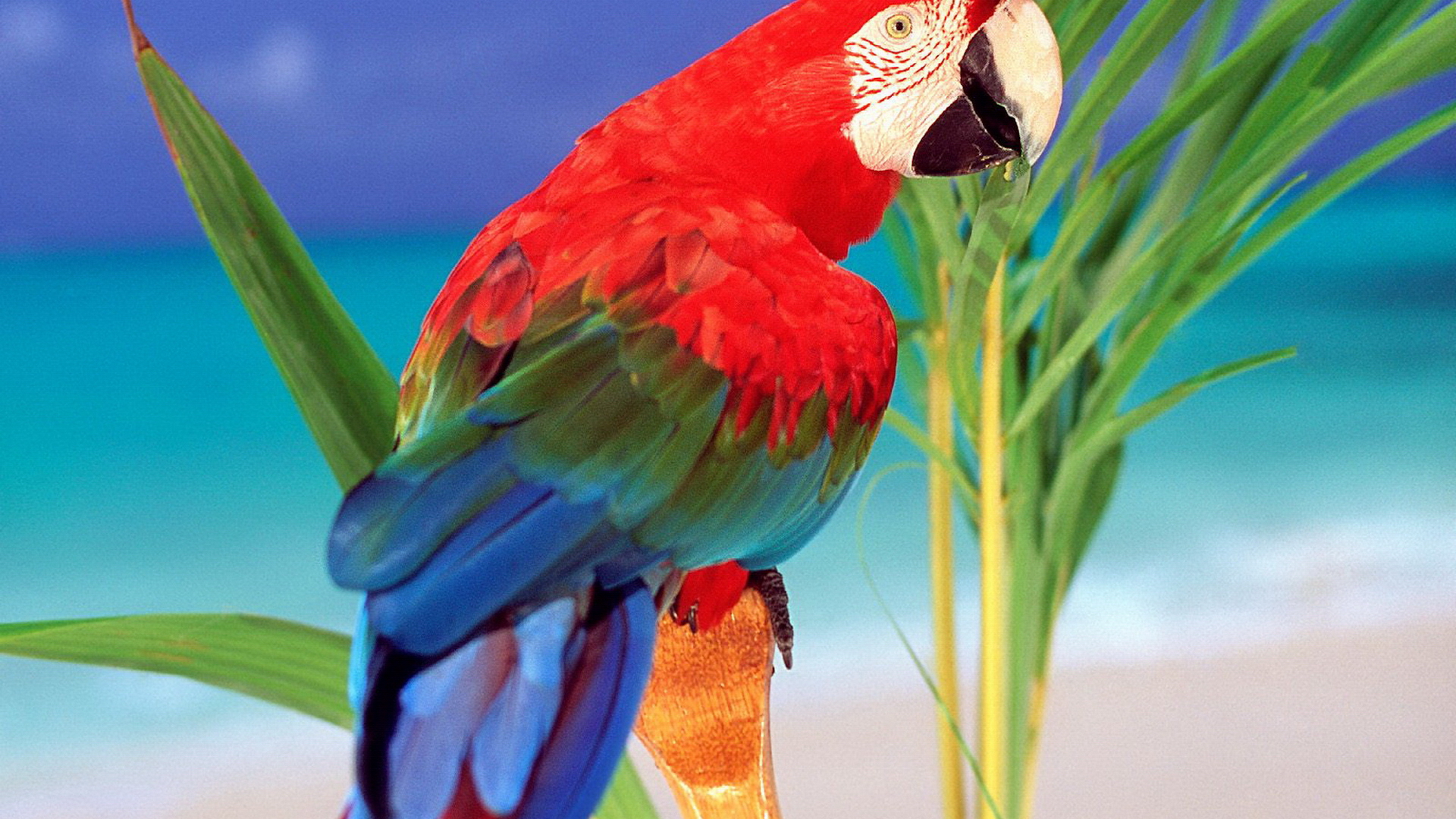 birds, parrots, Scarlet Macaws - desktop wallpaper