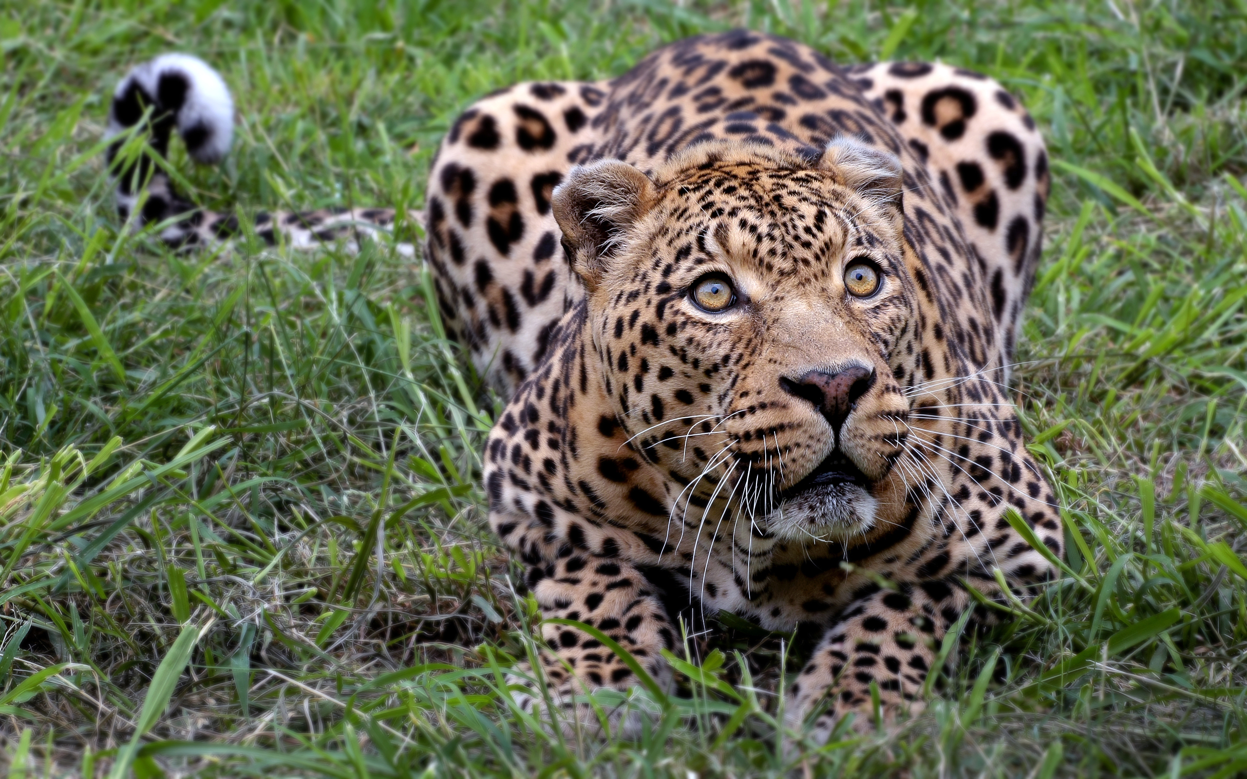 nature, animals, wildlife, leopards - desktop wallpaper