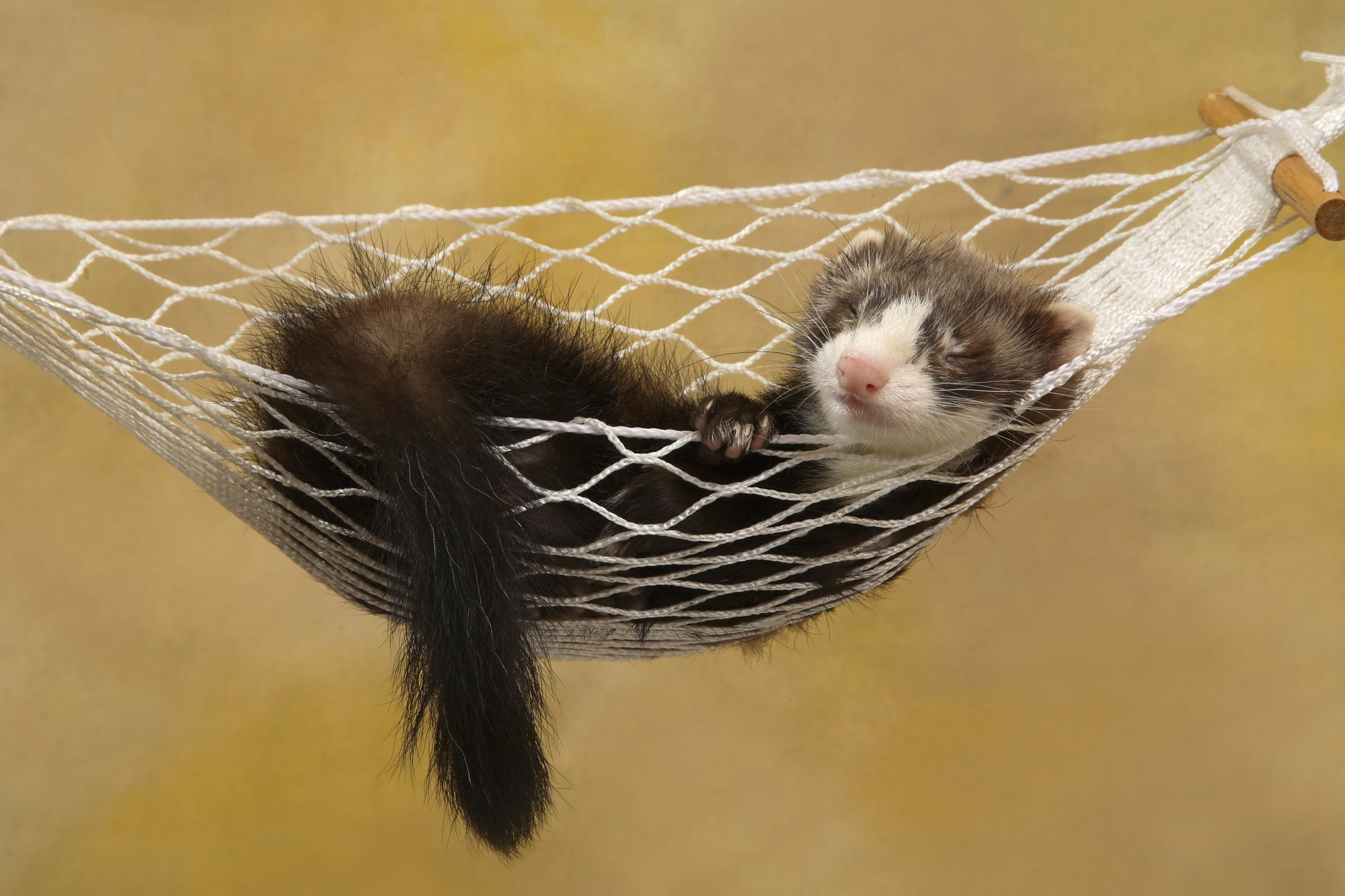 animals, sleeping, hammock, ferret - desktop wallpaper