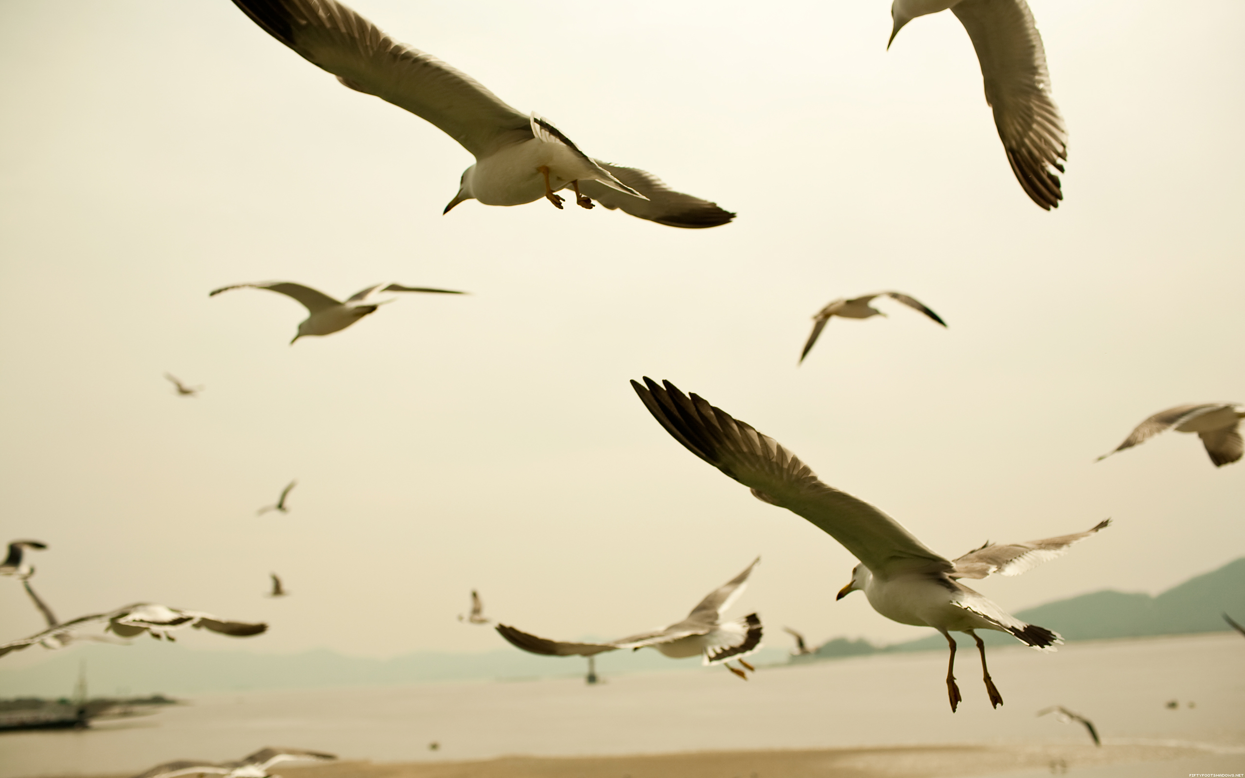 ocean, nature, birds, flock, fly, seagulls, sea shorelines - desktop wallpaper