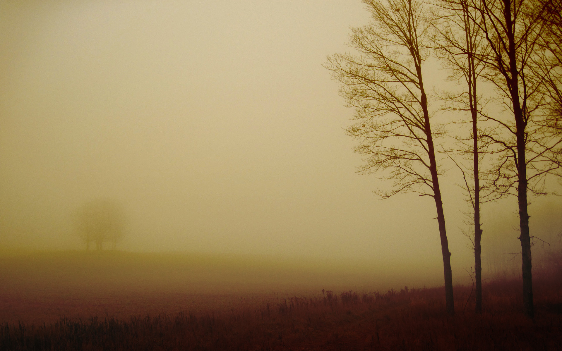 landscapes, nature, trees, fields, fog, dreamy, muted - desktop wallpaper