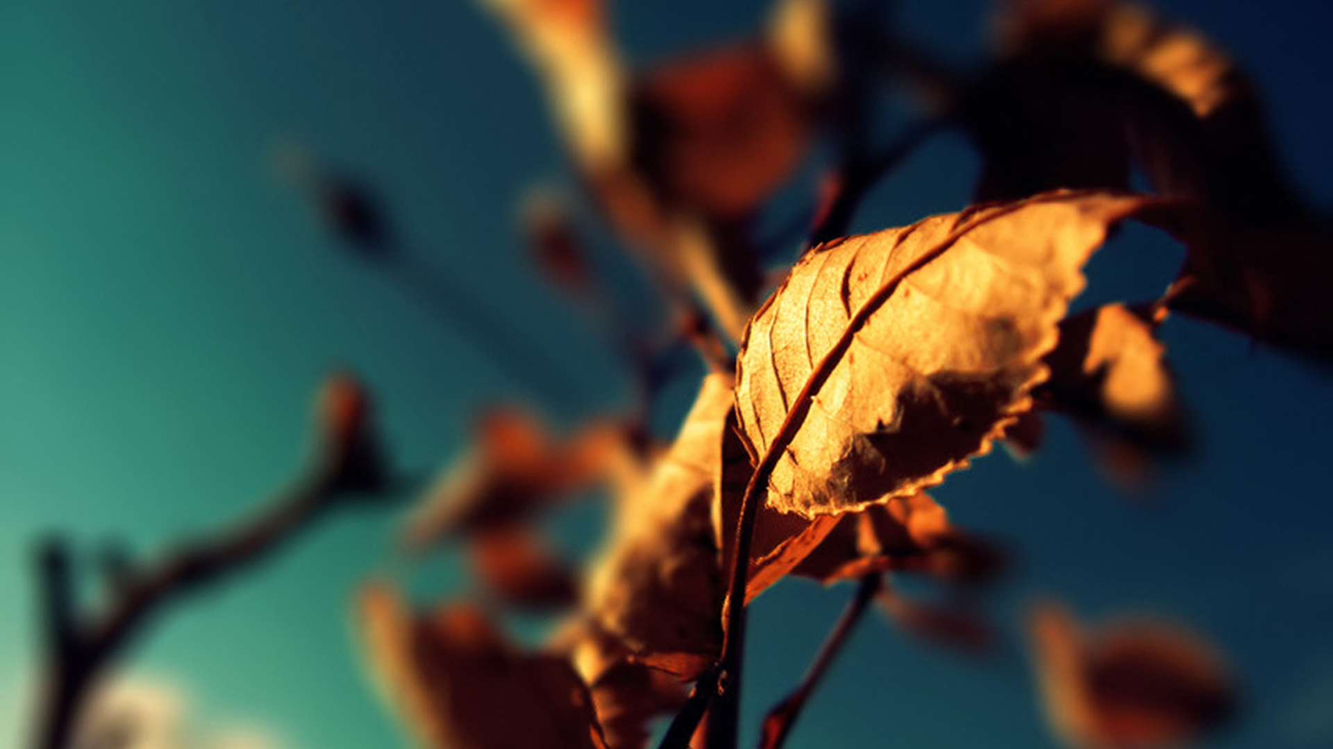 nature, autumn, leaves, macro, dreamy, depth of field - desktop wallpaper