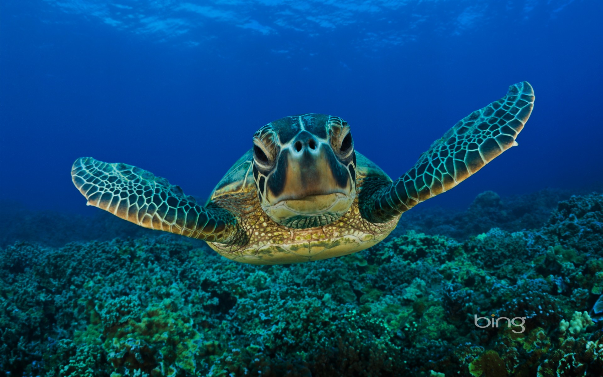 turtles, sea turtles - desktop wallpaper