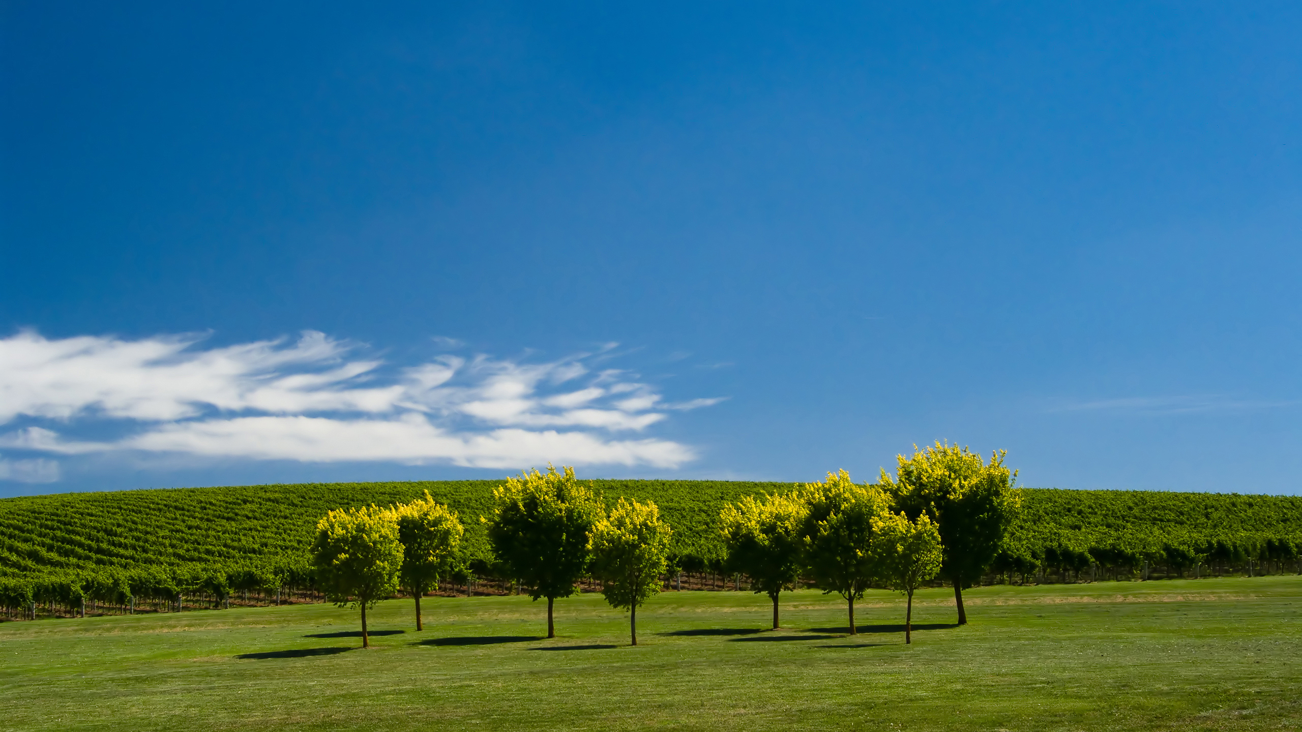 green, clouds, landscapes, nature, trees - desktop wallpaper