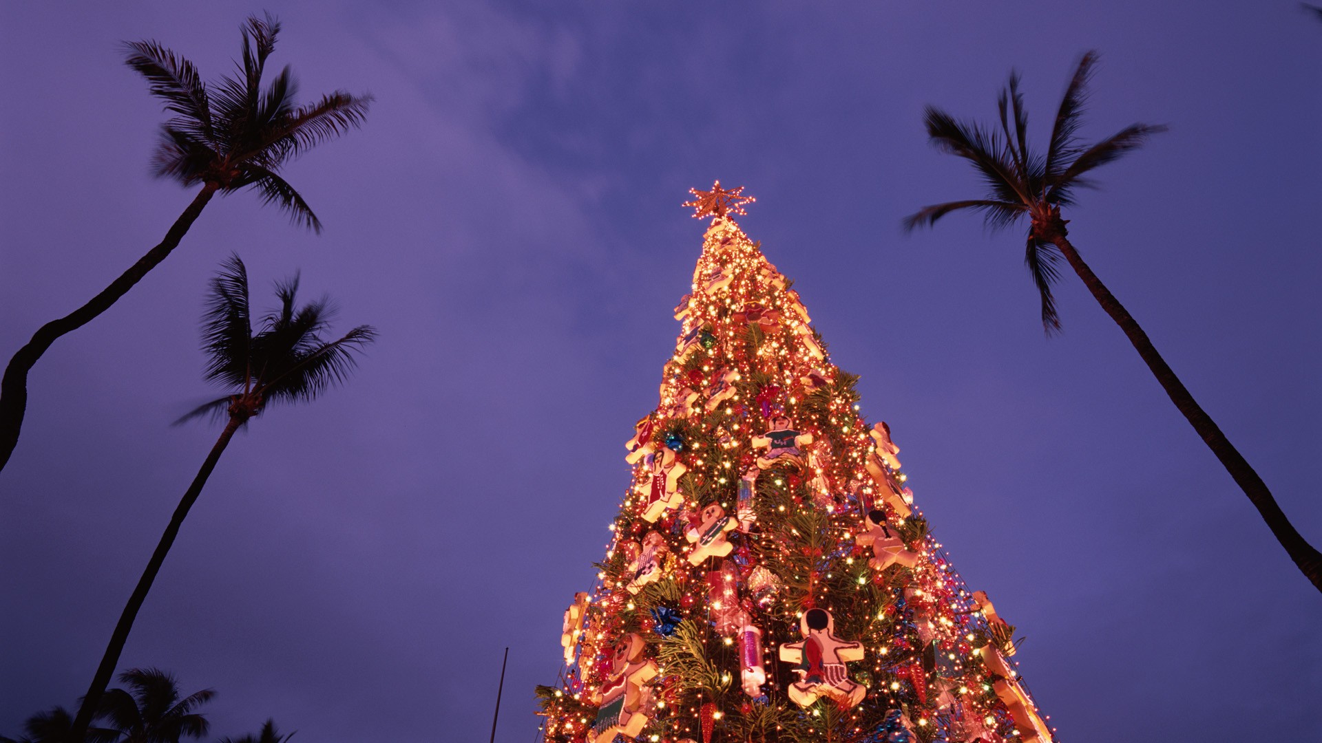 Hawaii, Christmas, Christmas trees, palm trees, Oahu - desktop wallpaper