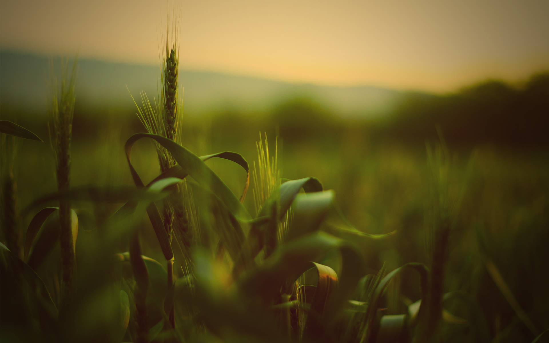 nature, grass, fields, summer, wheat - desktop wallpaper