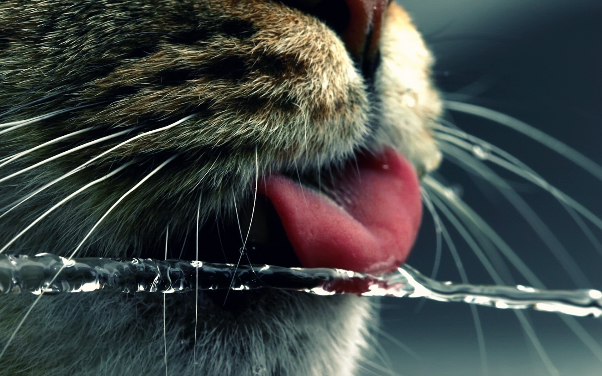 water, cats, animals, funny, tongue - desktop wallpaper