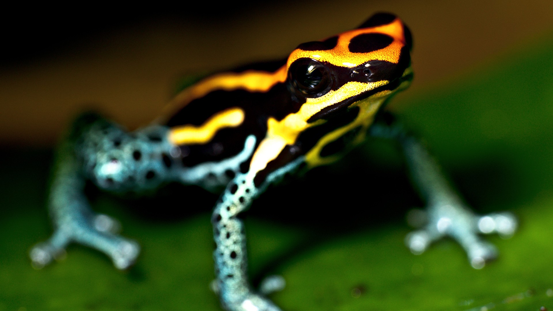 nature, frogs, macro, depth of field, Depthcore, amphibians, Poison Dart Frogs - desktop wallpaper