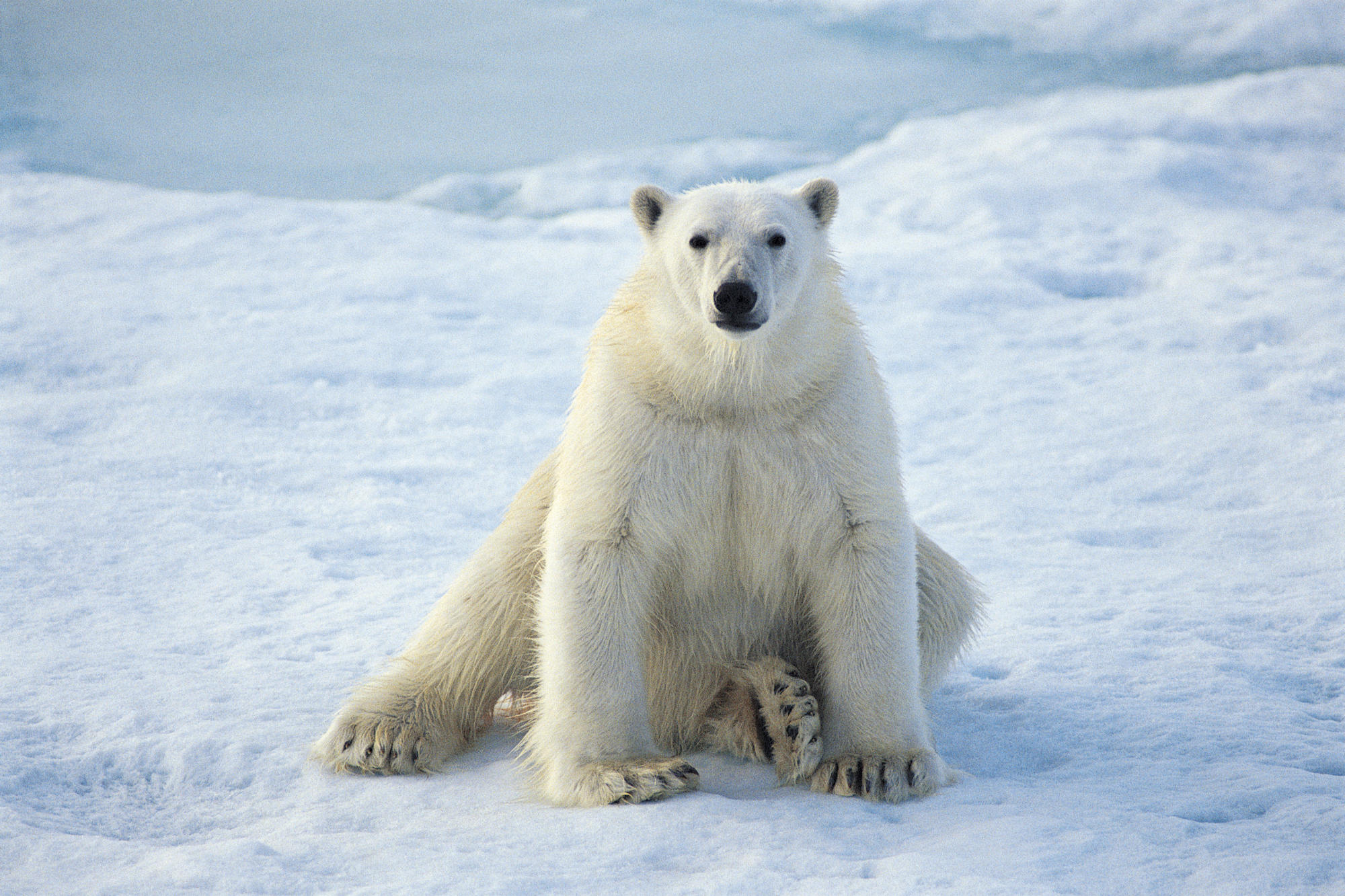 snow, animals, polar bears - desktop wallpaper