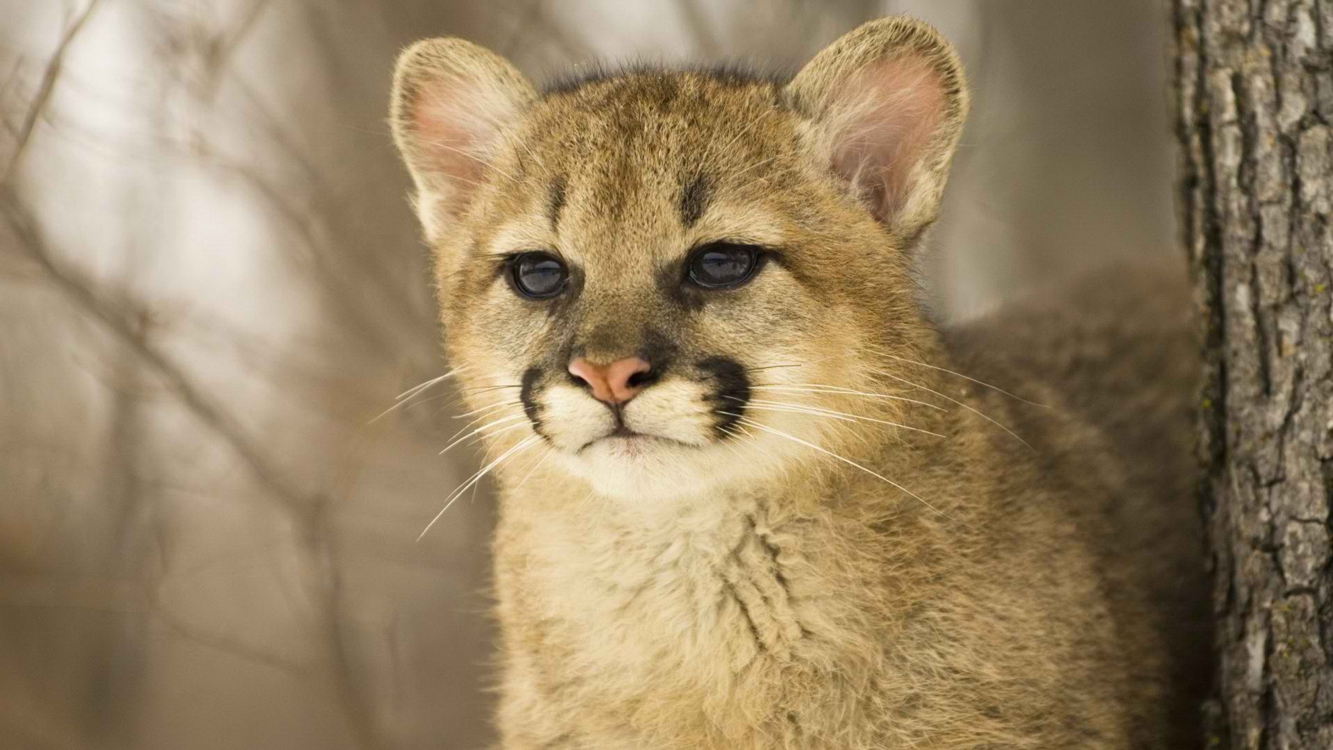 animals, cougars - desktop wallpaper
