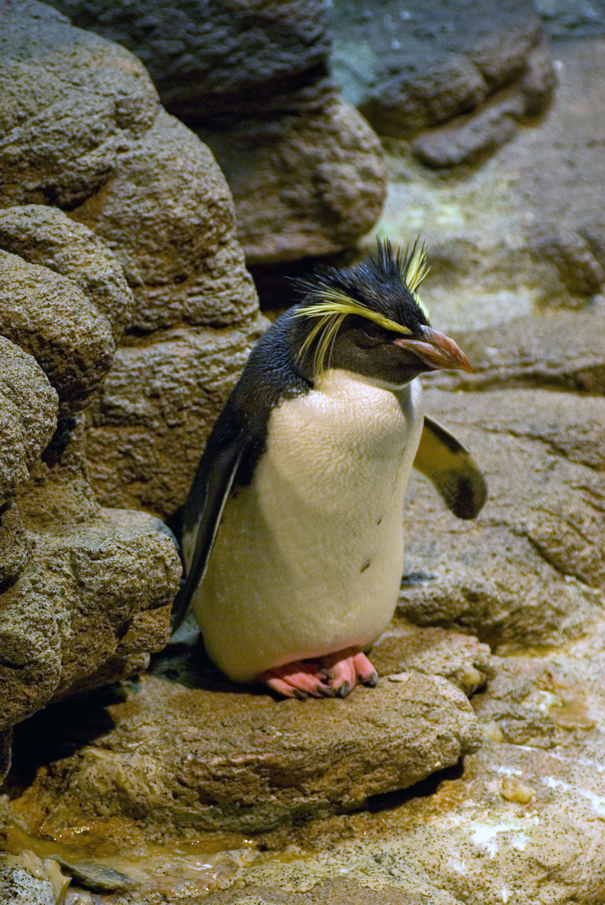 birds, rocks, penguins, Rockhopper Penguins - desktop wallpaper
