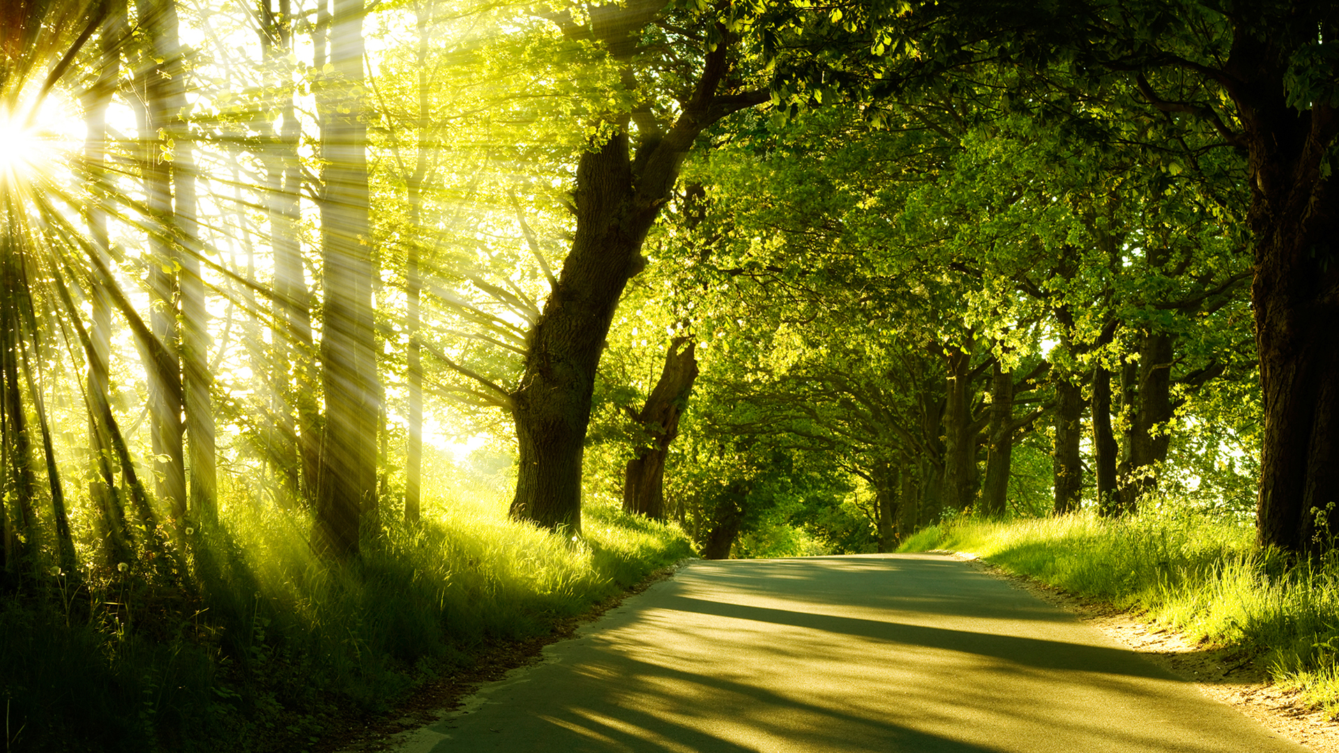 landscapes, nature, trees, sunlight, roads - desktop wallpaper