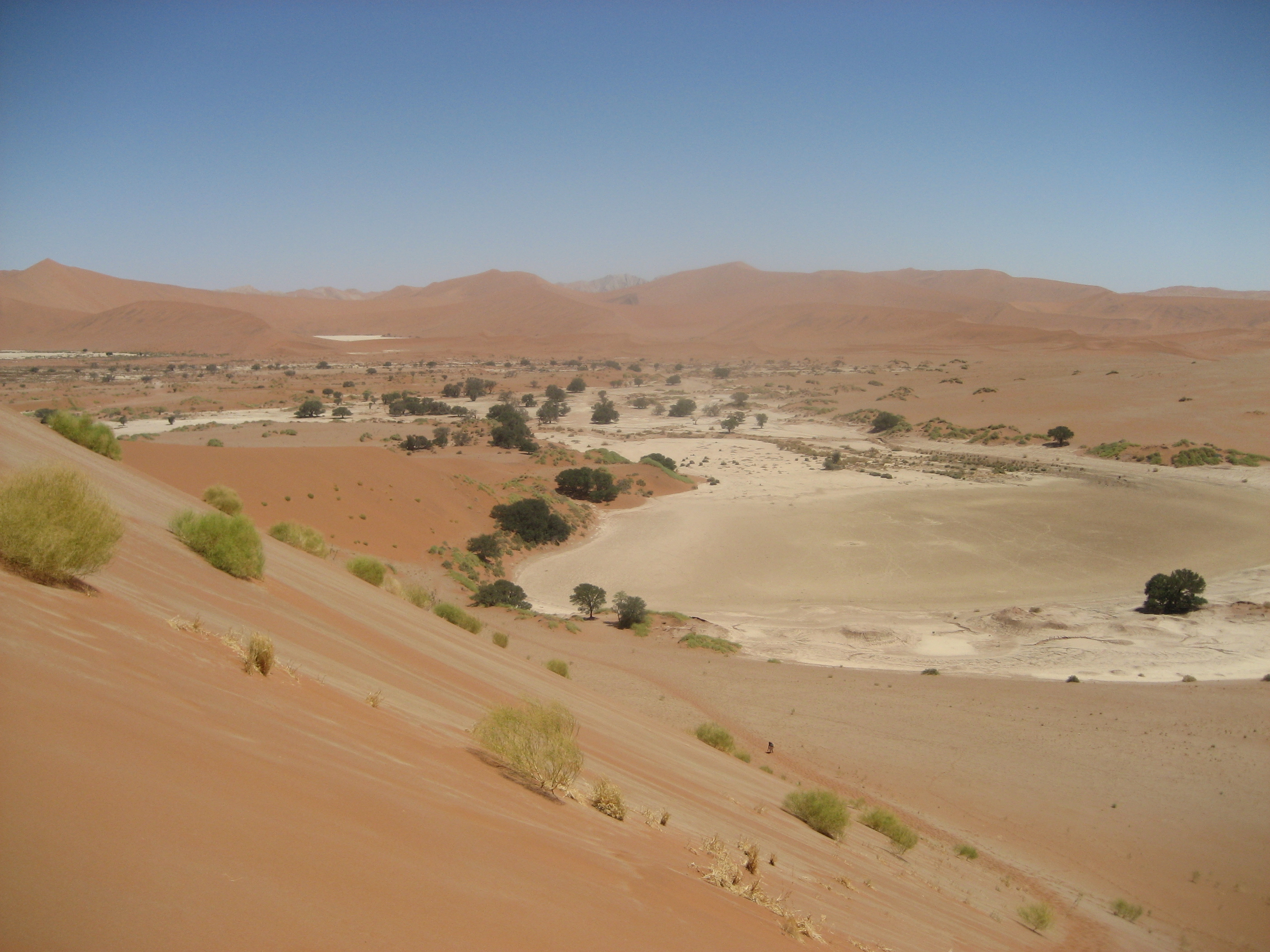 deserts, sand dunes, Africa, shrubs, Namib Desert - desktop wallpaper