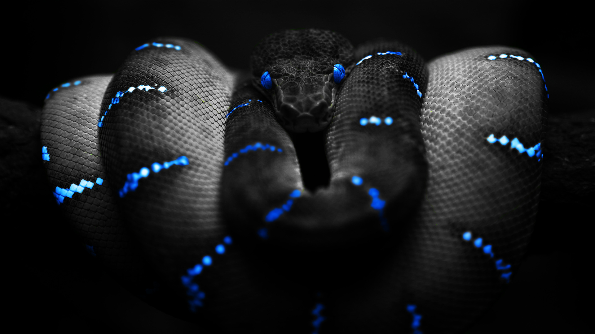 blue, black, snakes, black background - desktop wallpaper