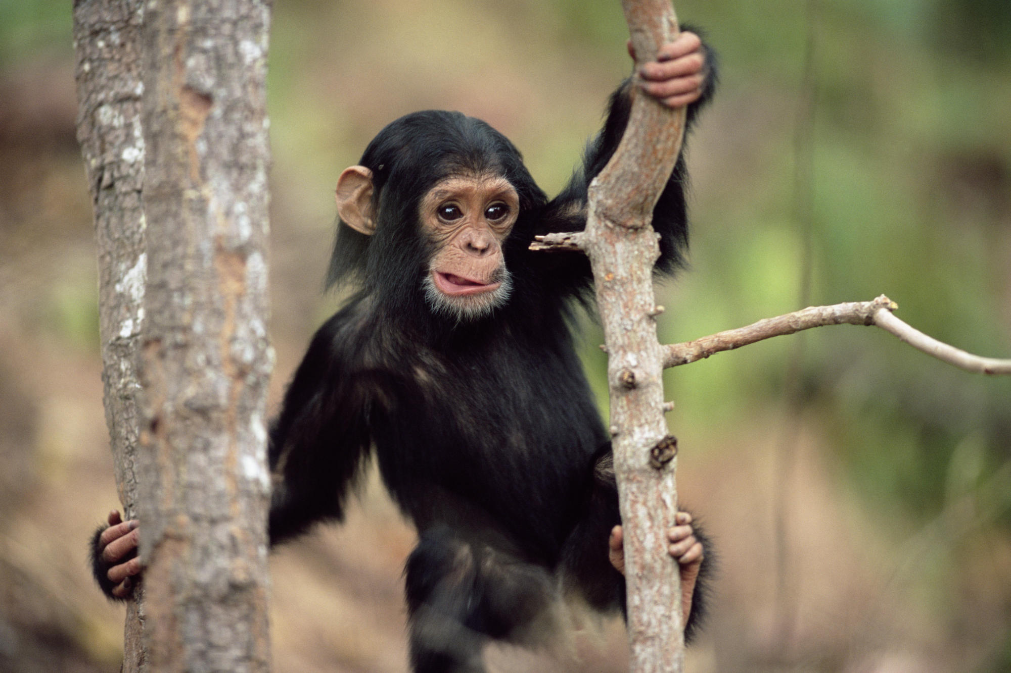 animals, monkeys, chimpanzee - desktop wallpaper