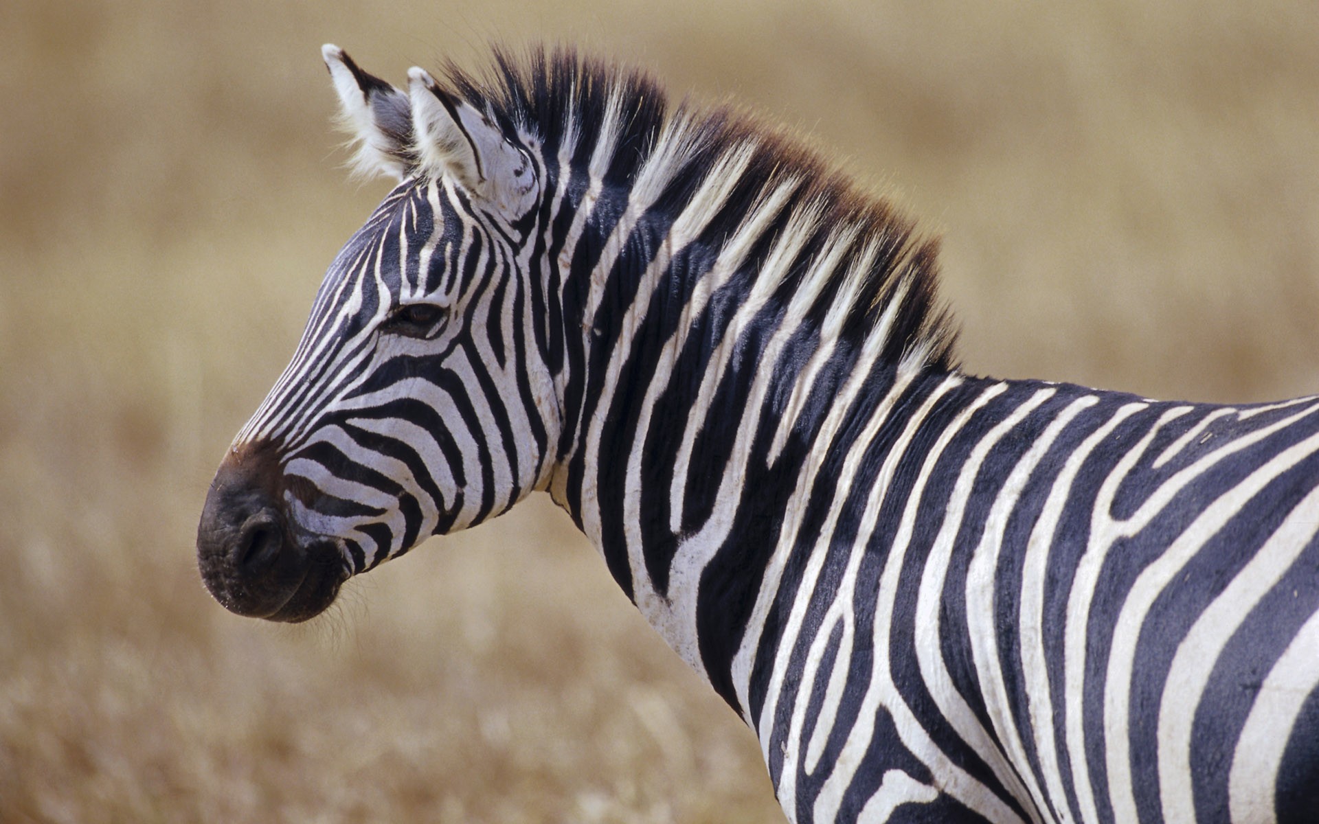 wildlife, zebras, Africa, Wild Africa - desktop wallpaper