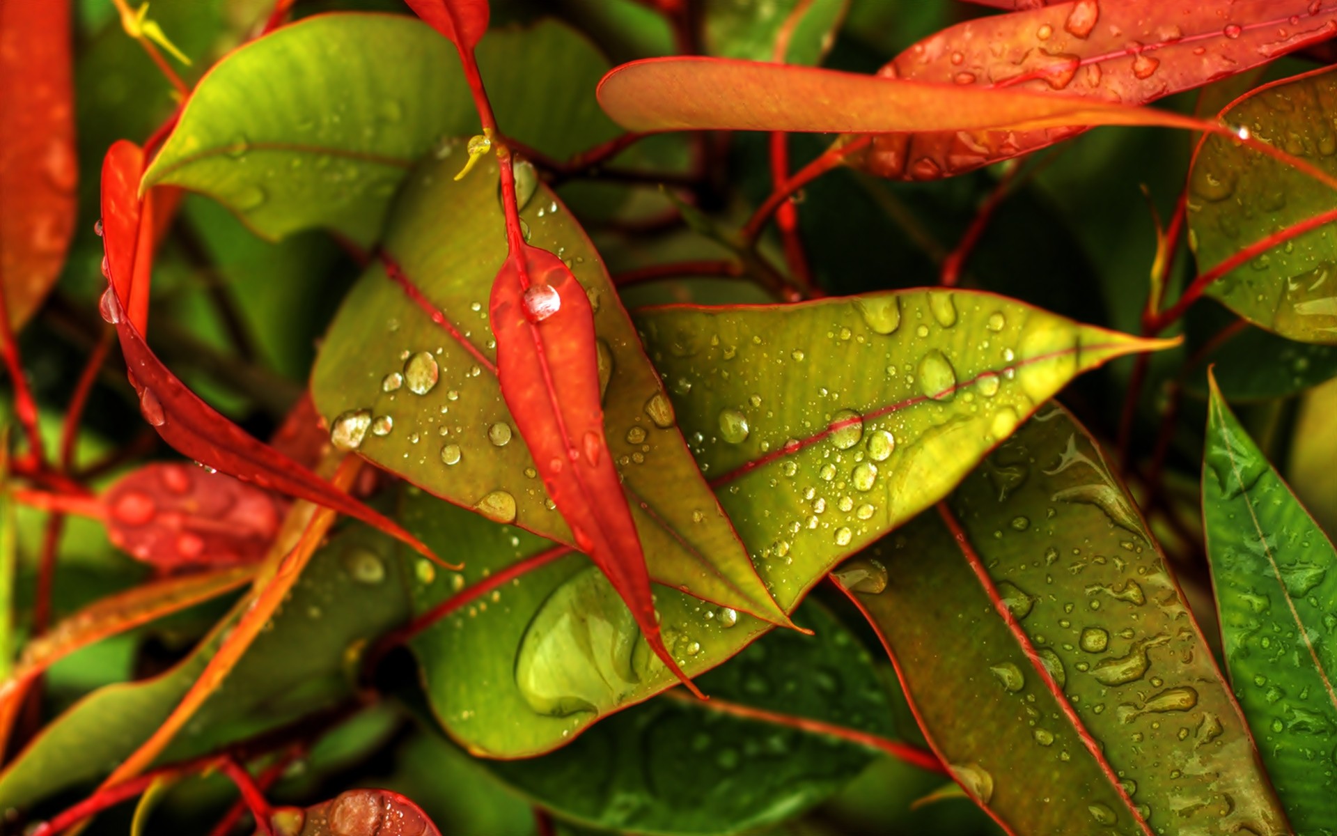 nature, multicolor, leaves, water drops - desktop wallpaper