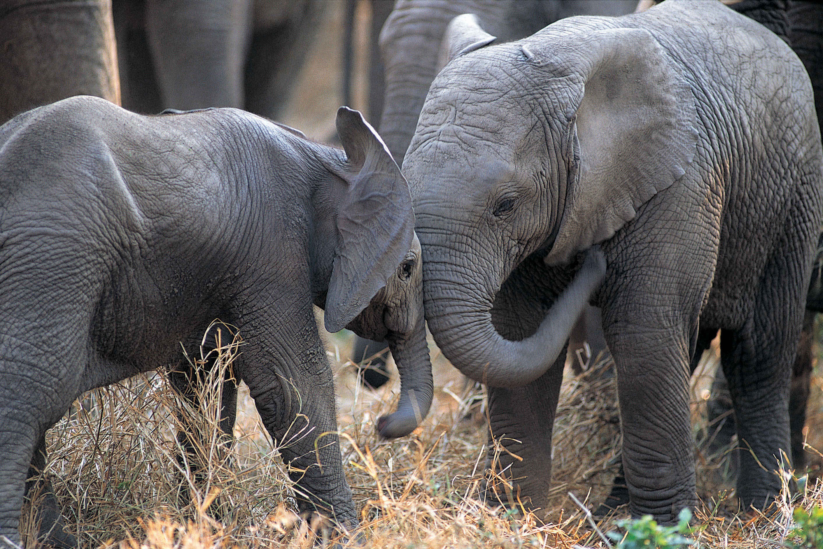 animals, elephants, baby elephant, baby animals - HD Wallpaper View, Resize...