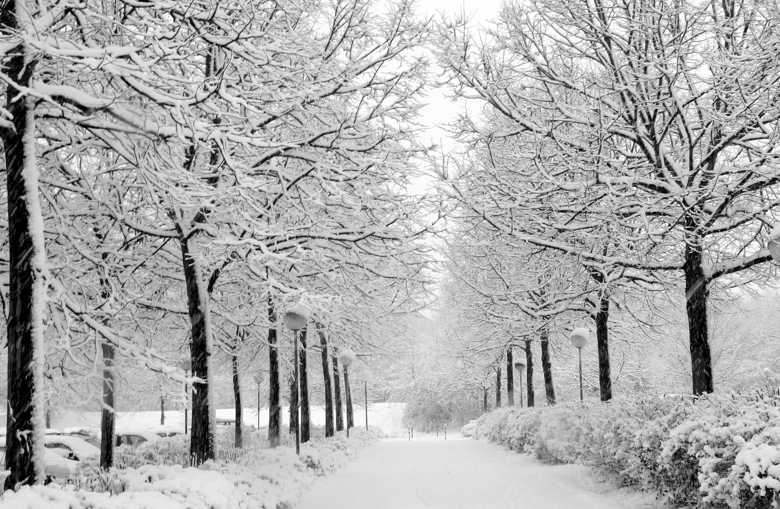 winter, snow, trees, roads, parks - desktop wallpaper