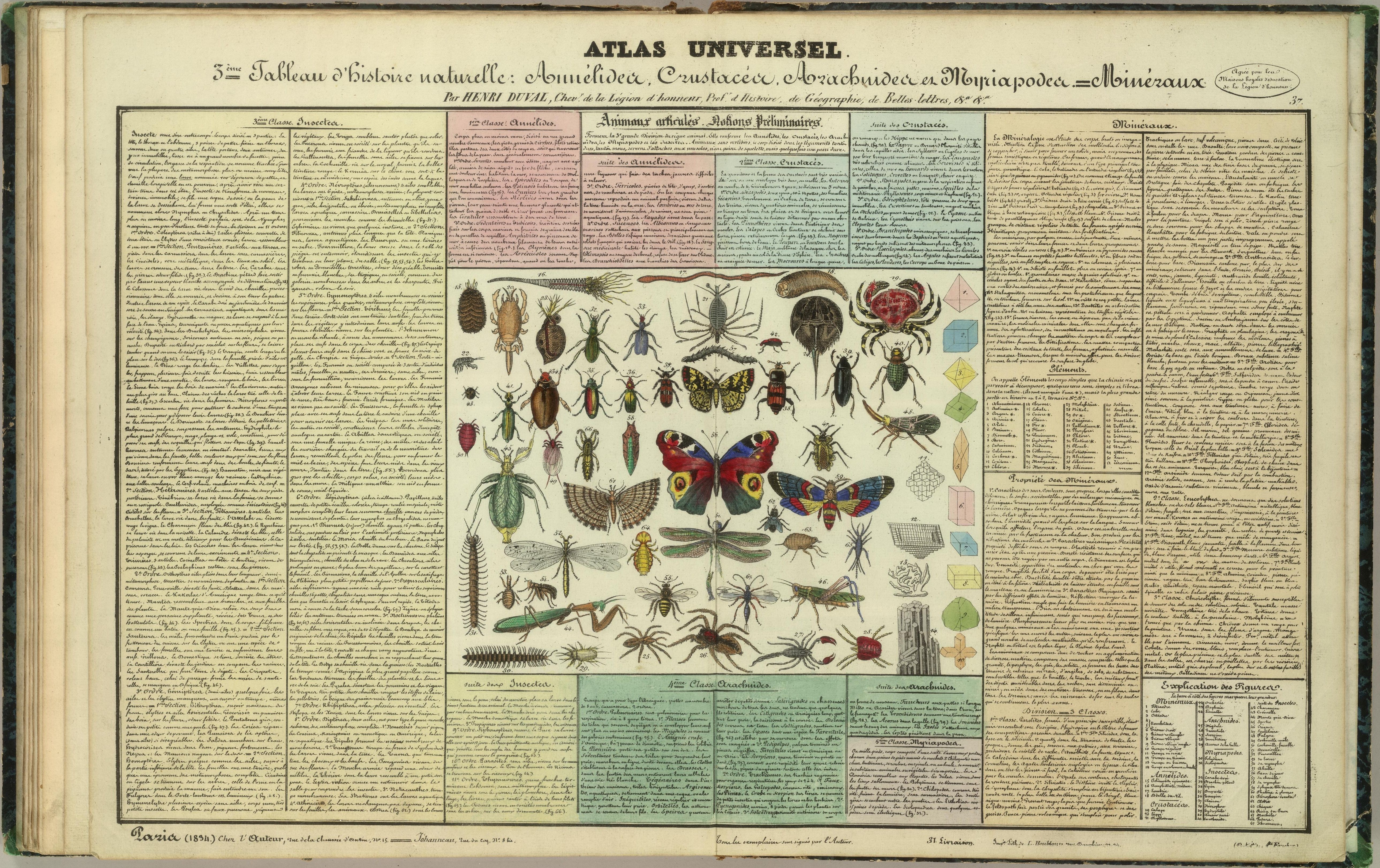 insects, knowledge, infographics, scheme - desktop wallpaper