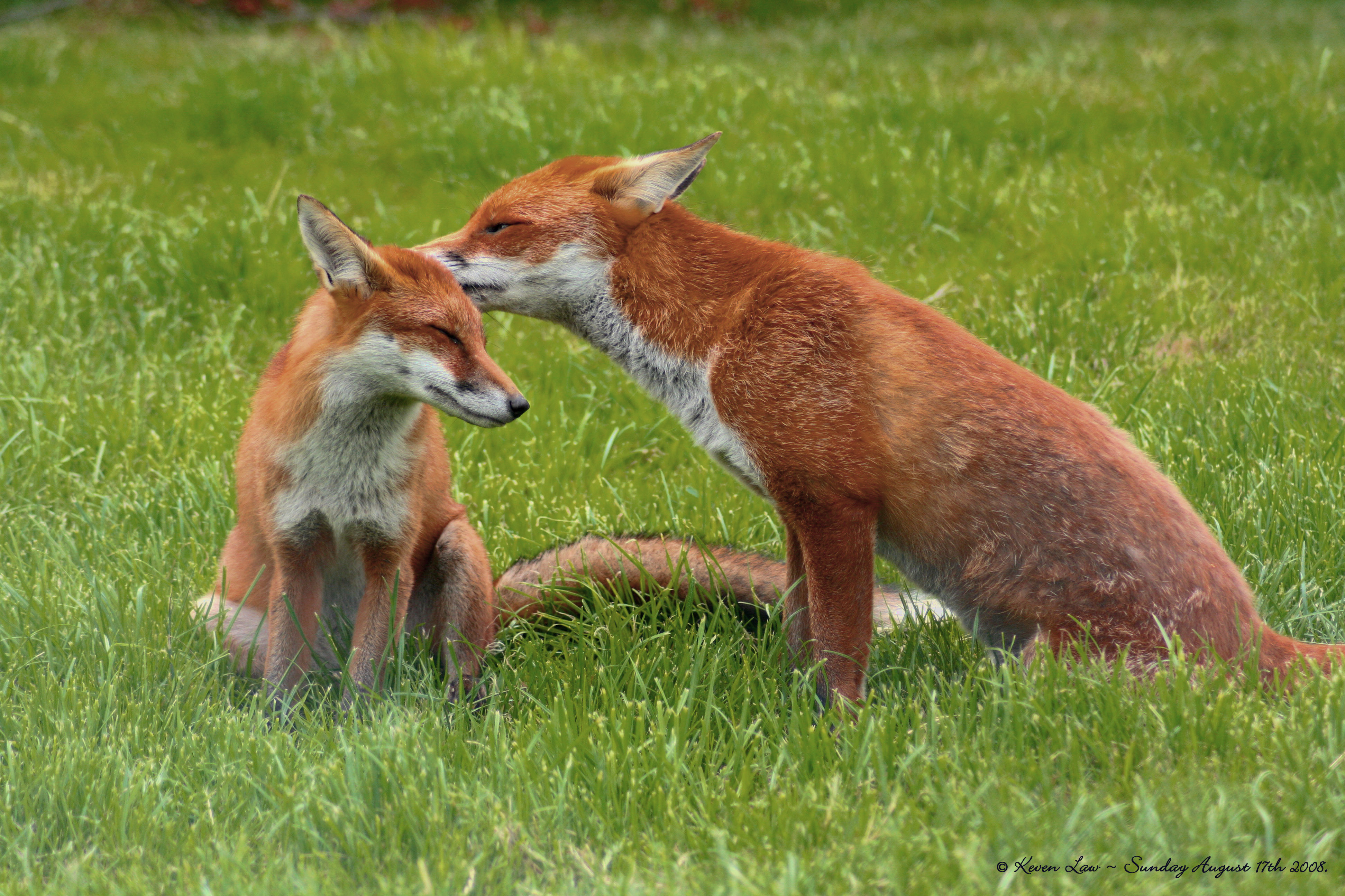 foxes - desktop wallpaper
