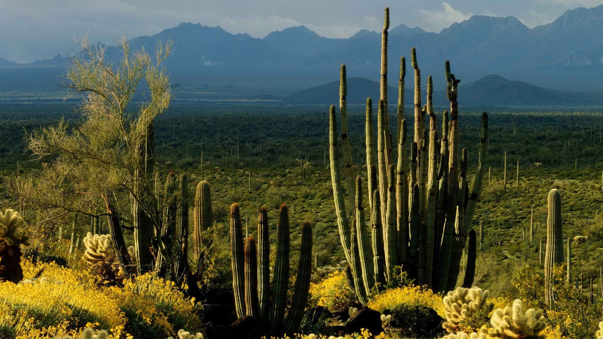 Природные объекты мексики. Мексика кактусы дикий Запад. Штат Аризона кактусы. Кактусовый лес в Мексике. Национальный парк Сагуаро штат Аризона.