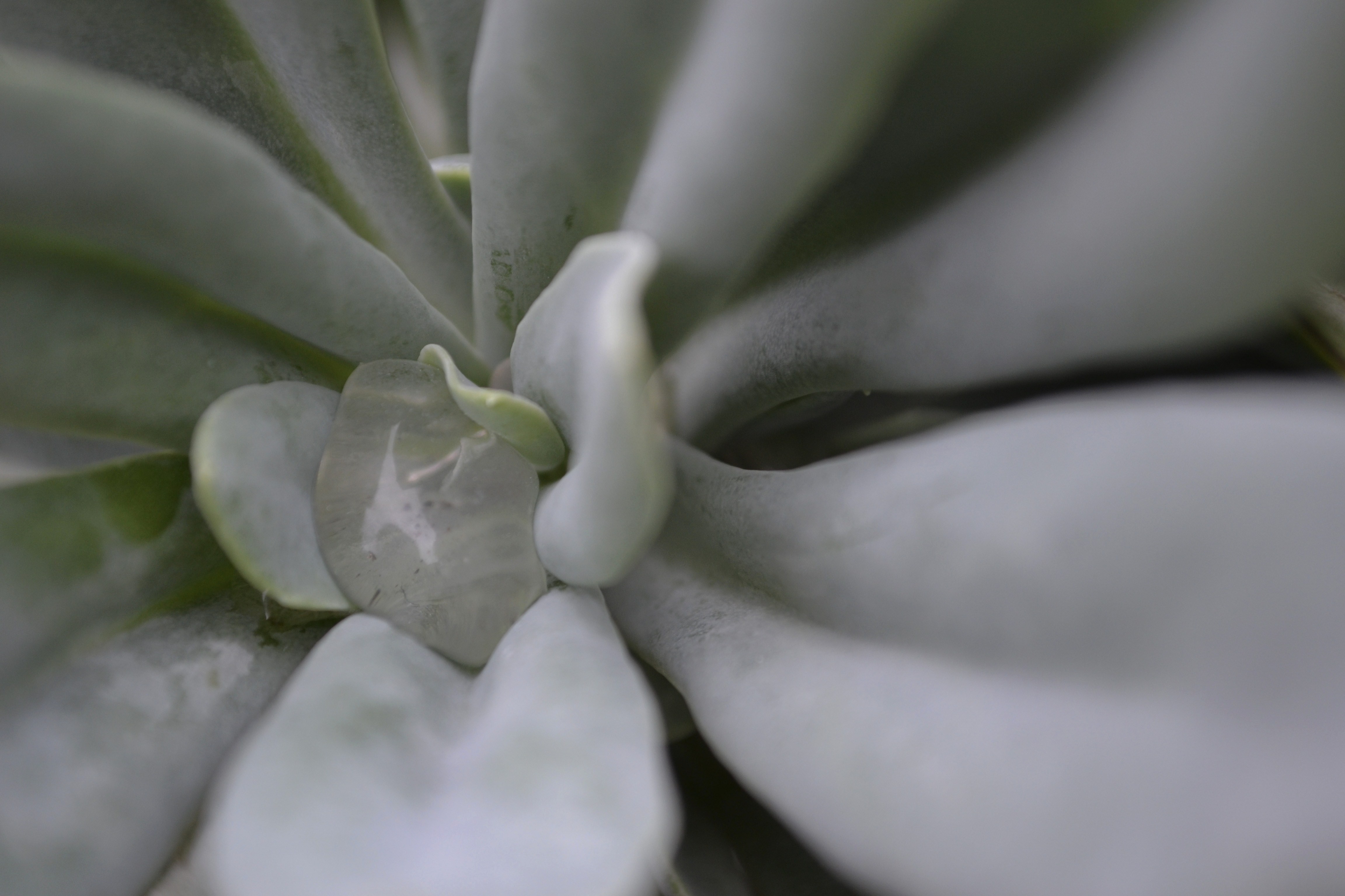 plants, water drops - desktop wallpaper