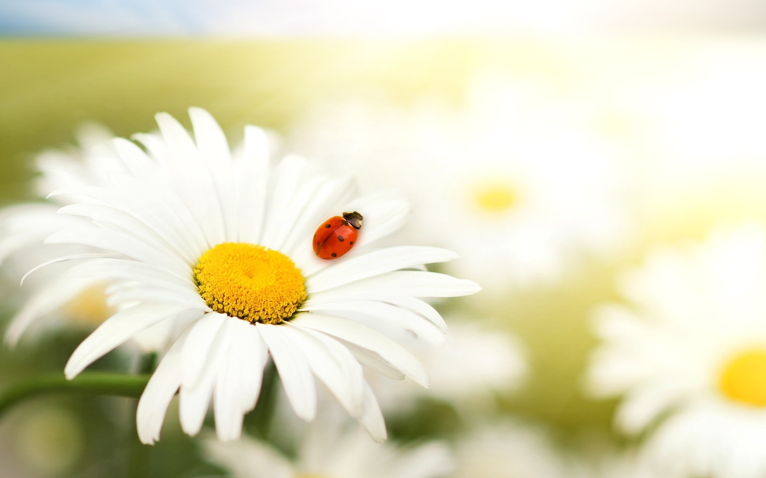 nature, flowers, summer, daisy, ladybirds - desktop wallpaper