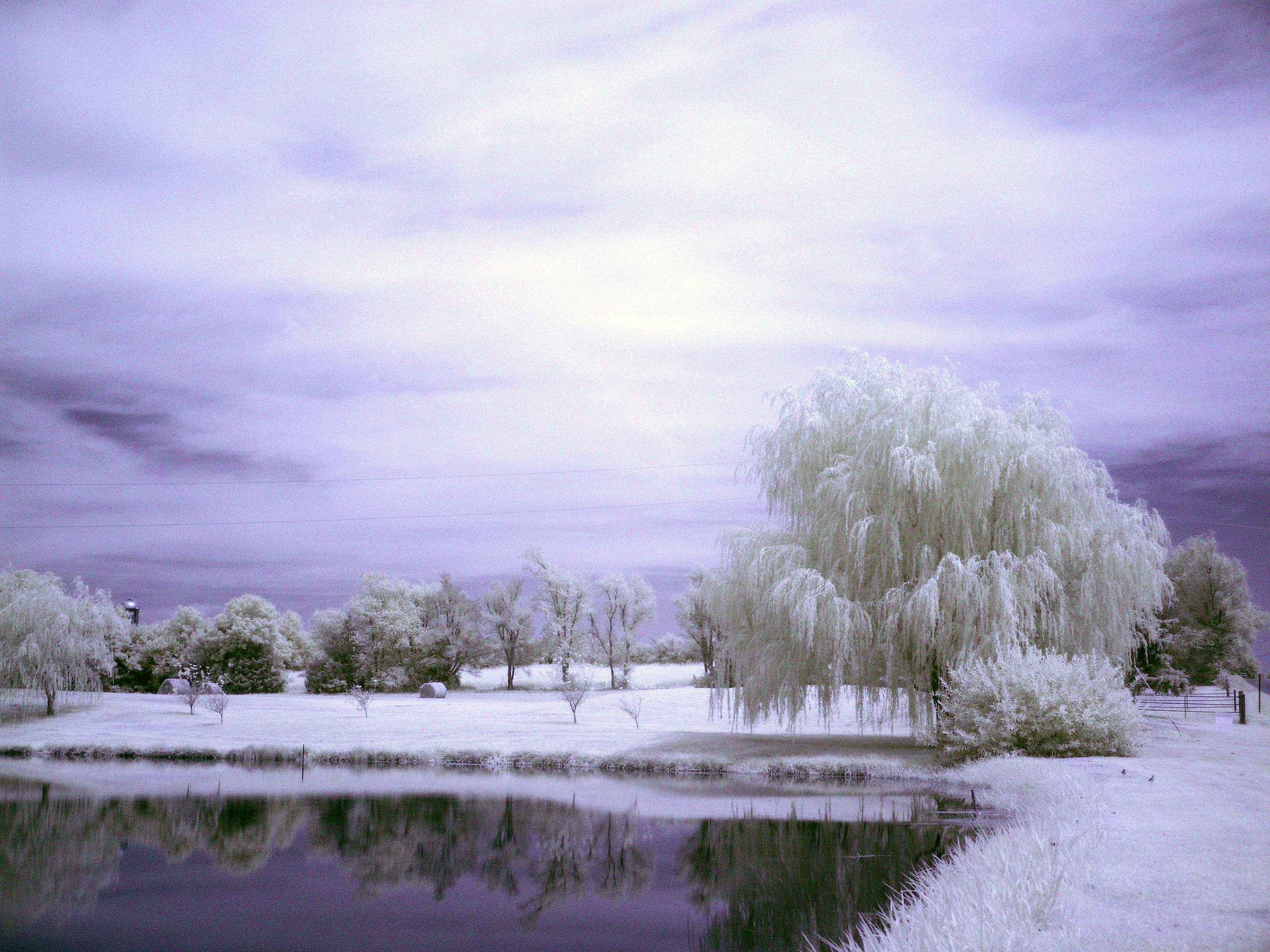 winter, snow, willow - desktop wallpaper