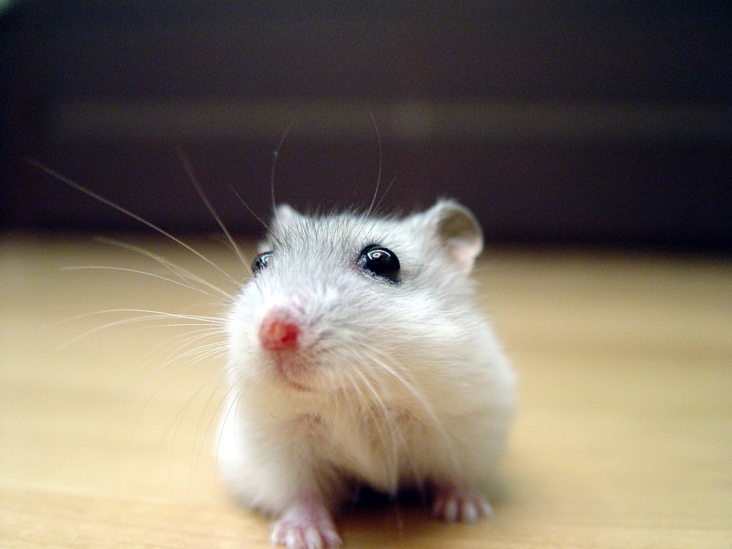 close-up, animals, curious, hamsters, black eyes - desktop wallpaper