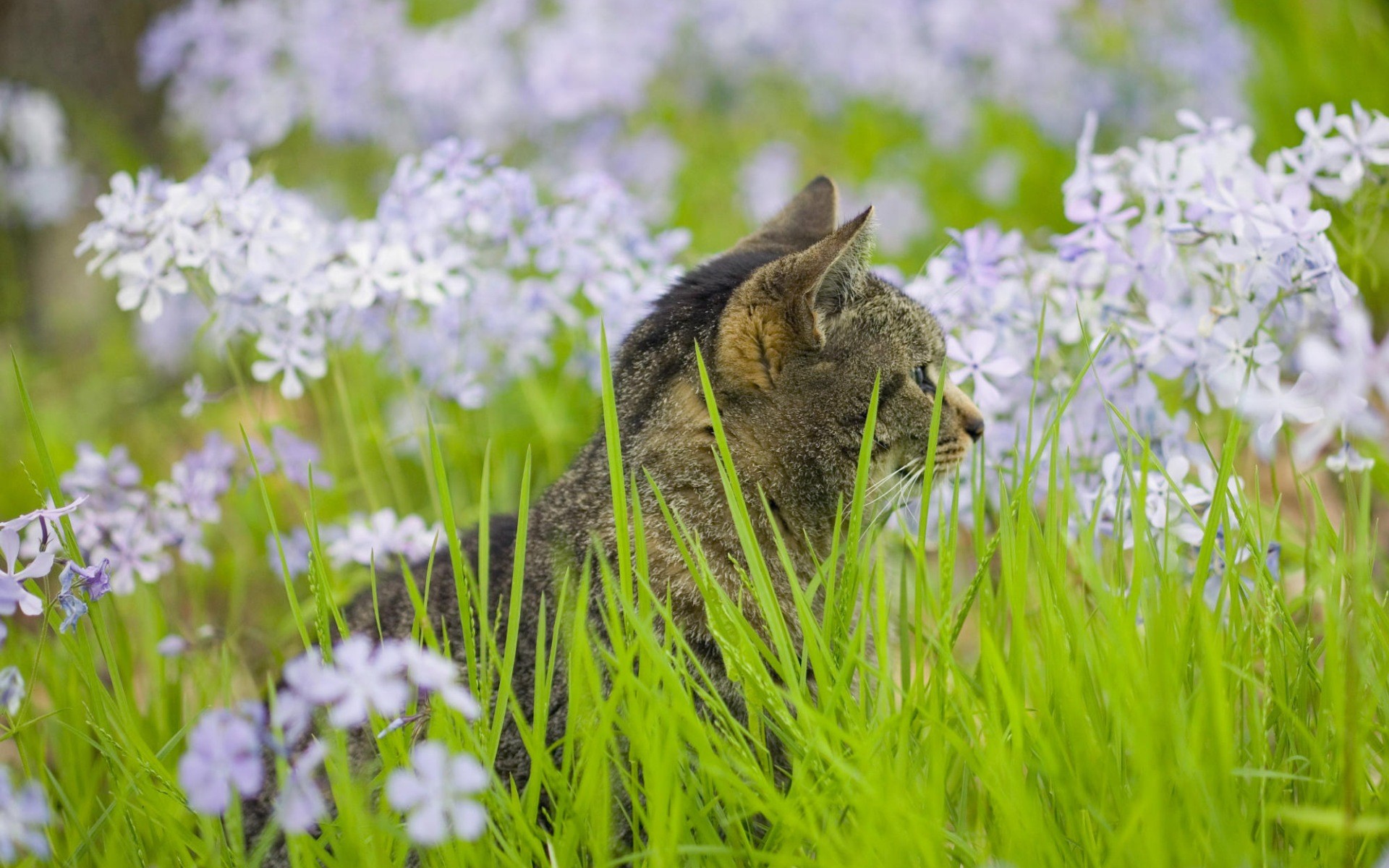 green, flowers, cats, grass, kittens - desktop wallpaper