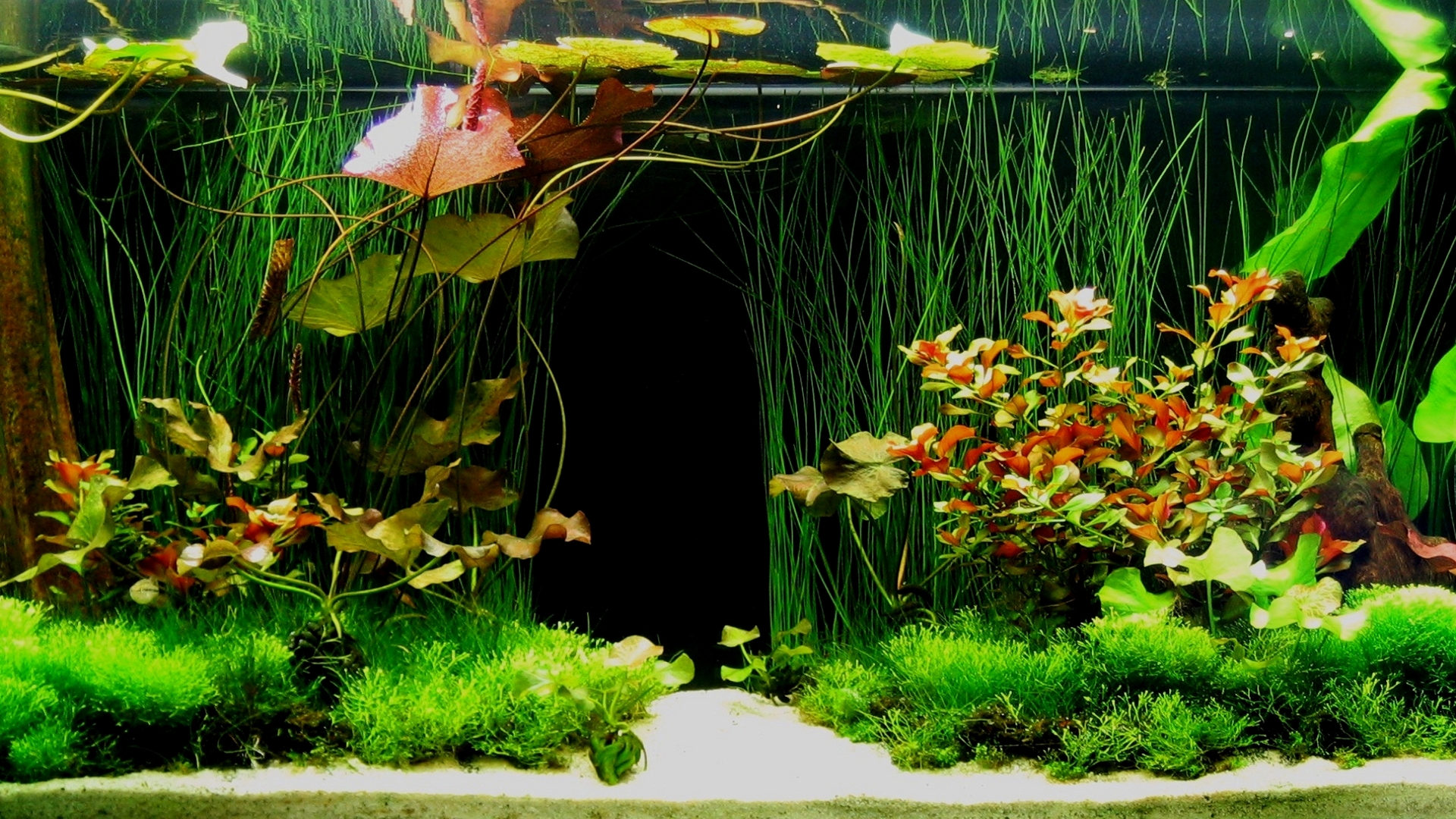 water, tanks, aquarium - desktop wallpaper