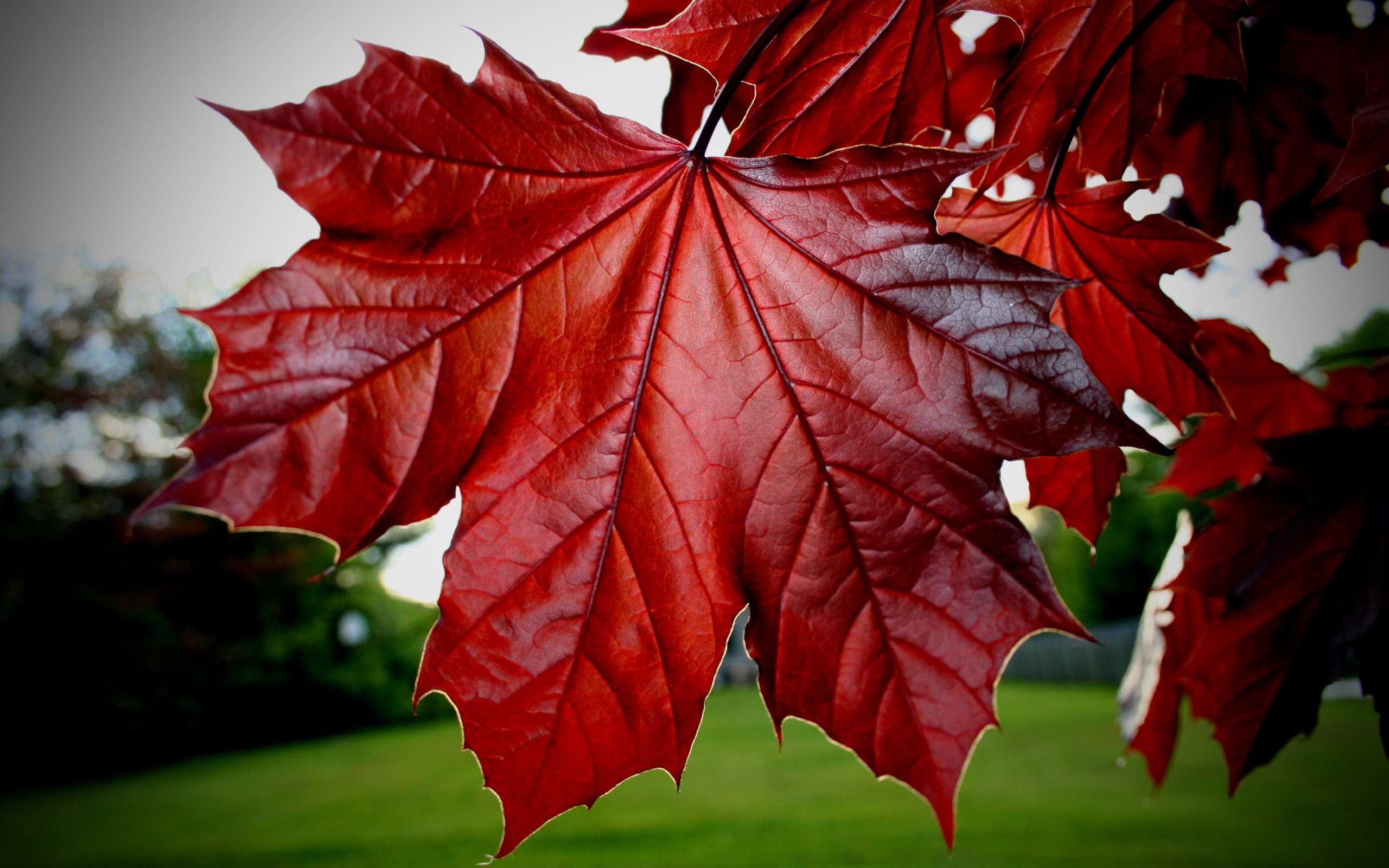 nature, leaf, red, plants - desktop wallpaper
