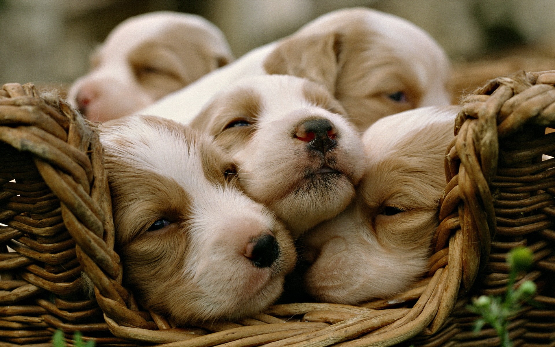 animals, dogs, puppies, baskets - desktop wallpaper