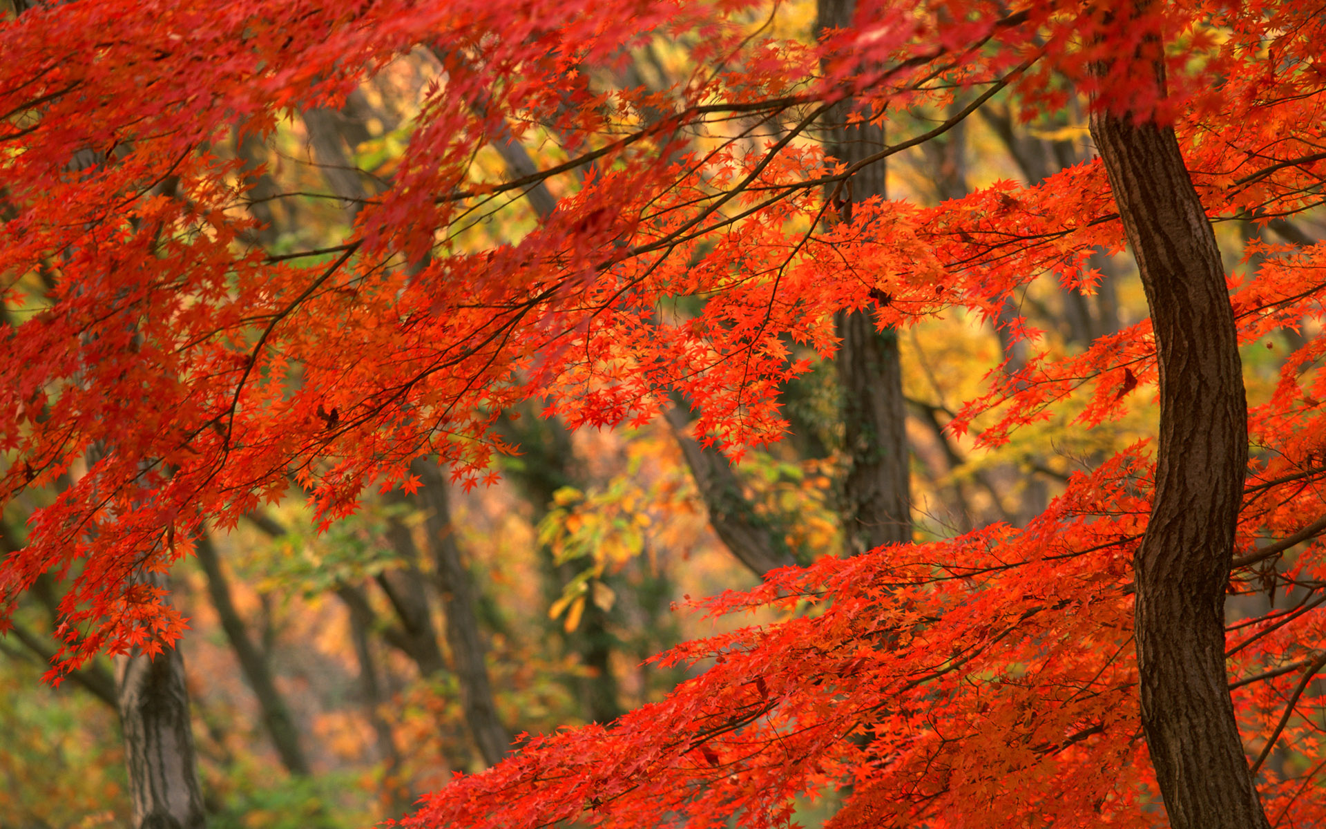 nature, trees, autumn, forests, leaves, woods - desktop wallpaper