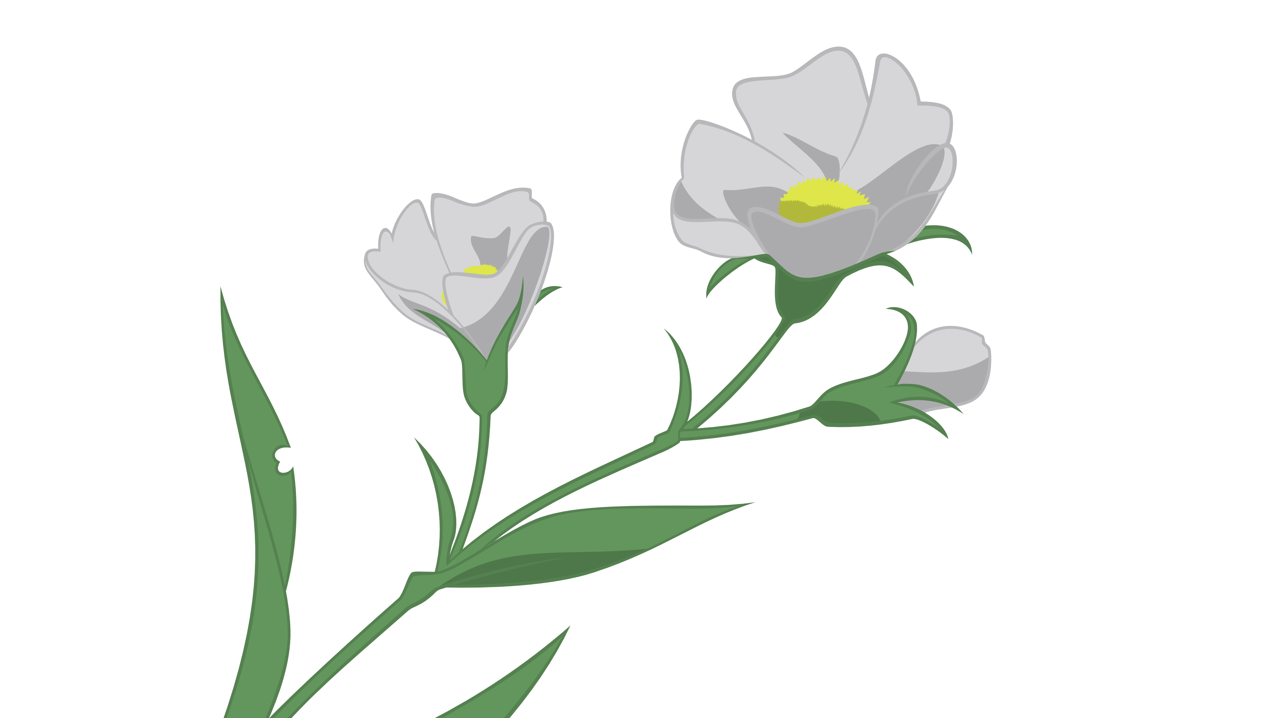 flowers, transparent, anime vectors - desktop wallpaper