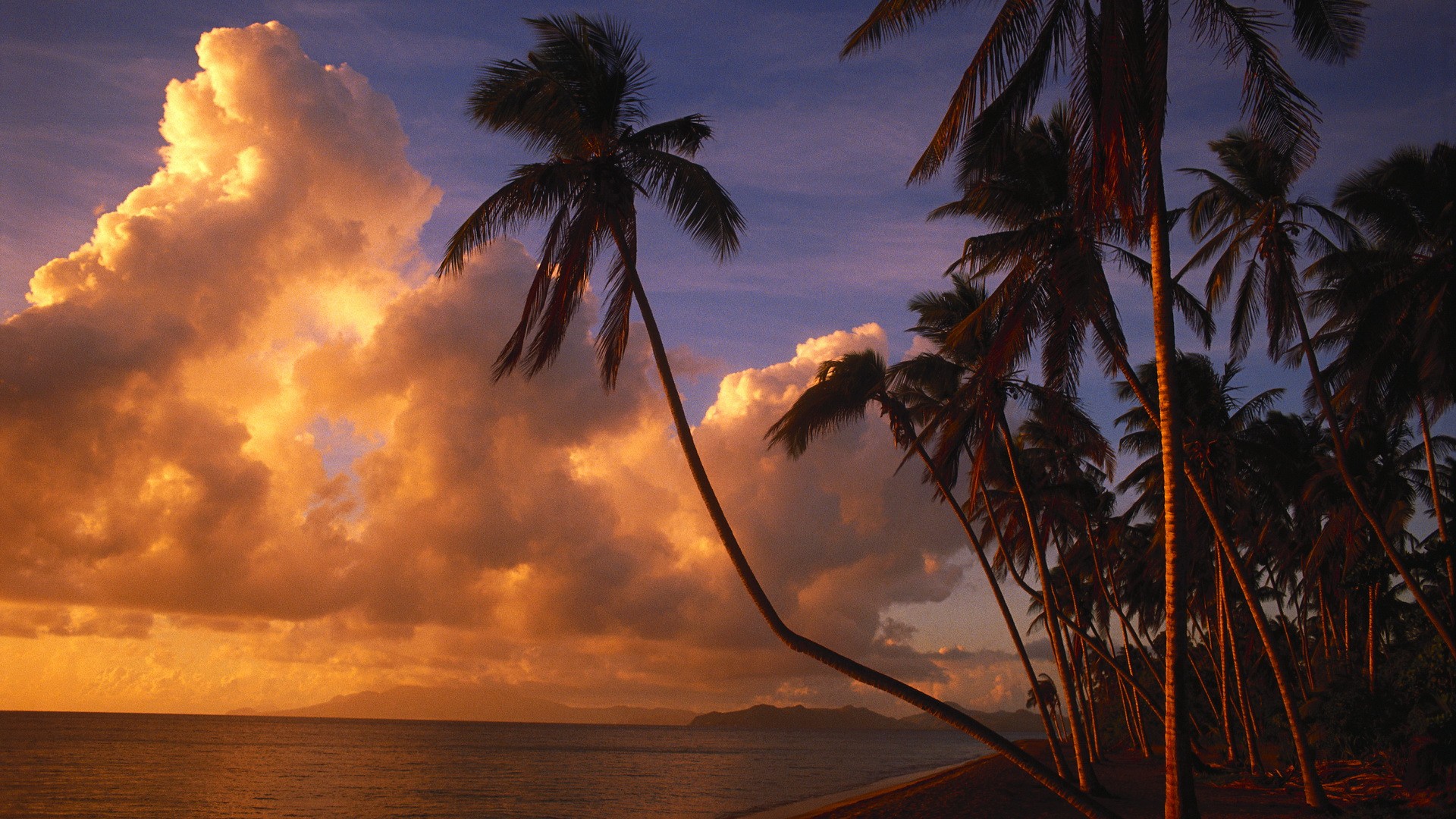 clouds, palm trees - desktop wallpaper