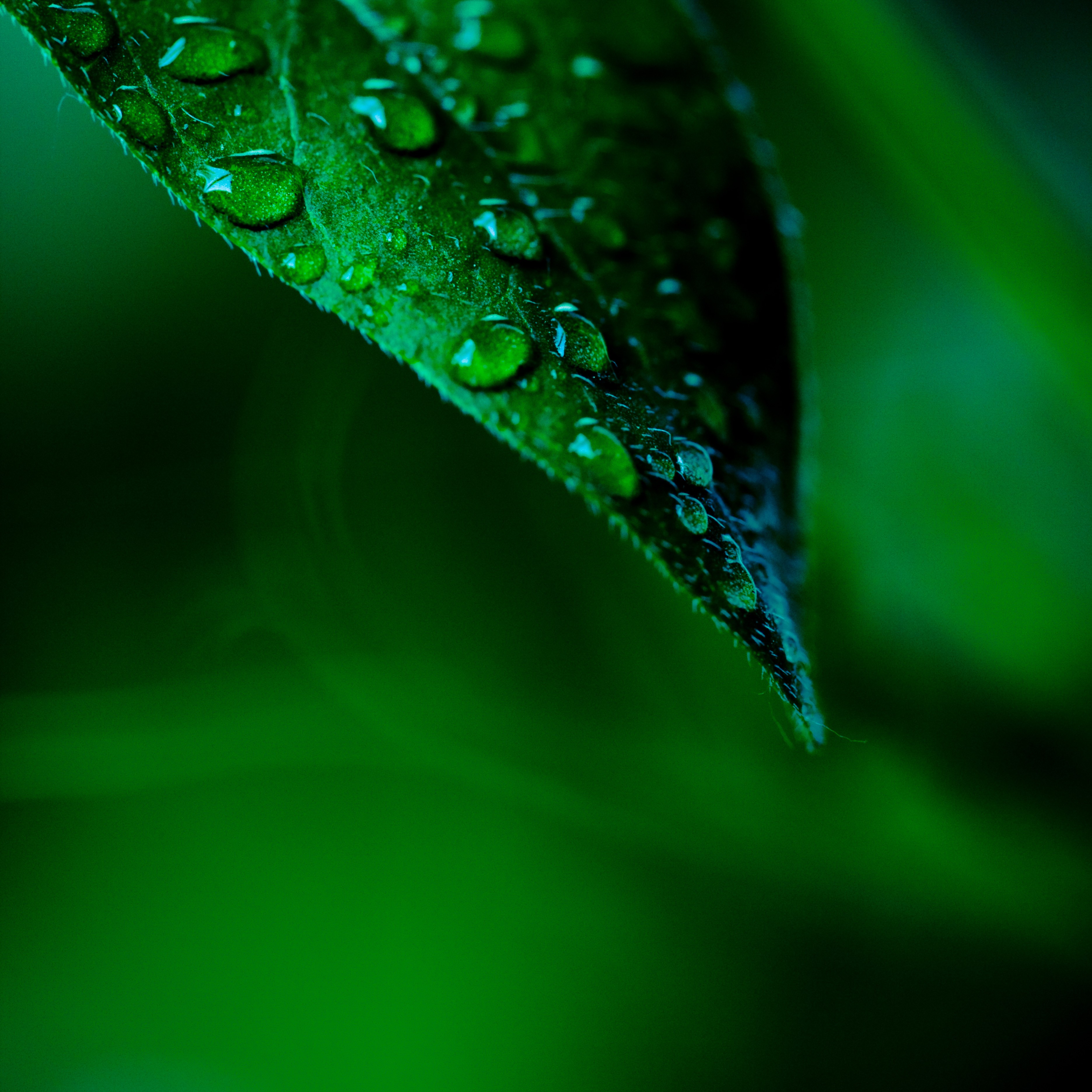green, close-up, nature, leaves, water drops, macro - desktop wallpaper