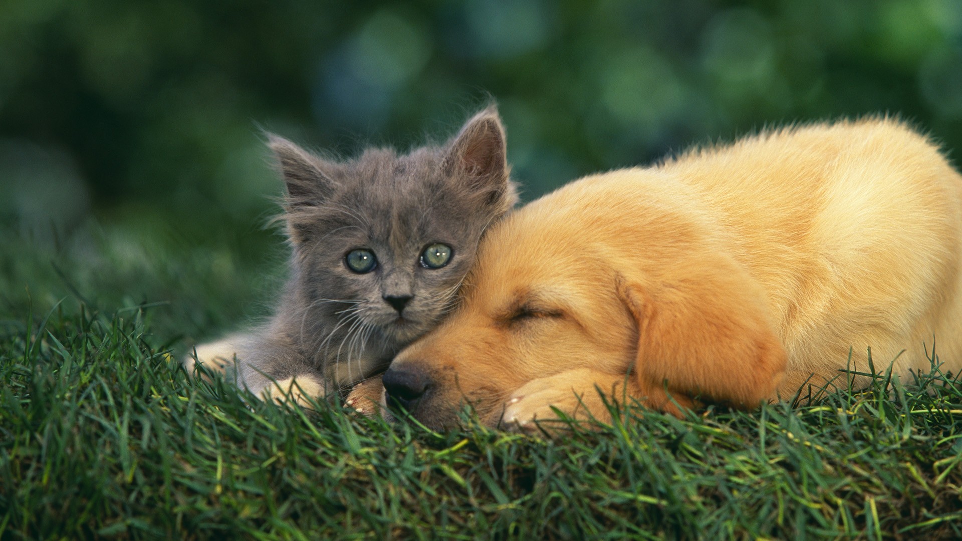 cats, animals, grass, dogs, baby animals - desktop wallpaper