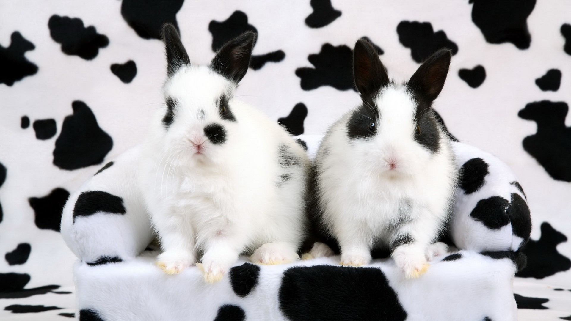 rabbits, spotted - desktop wallpaper