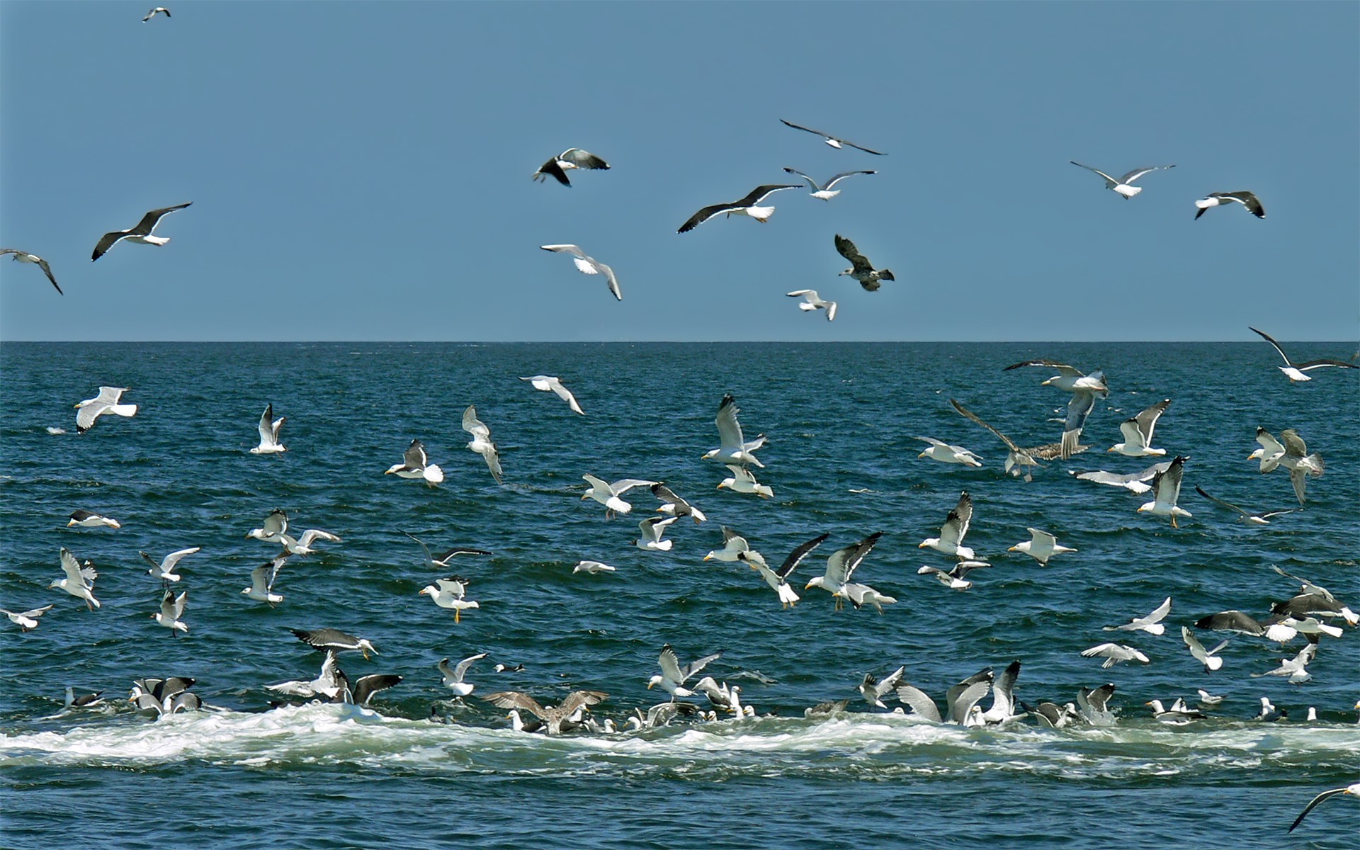 seagulls, oceans - desktop wallpaper