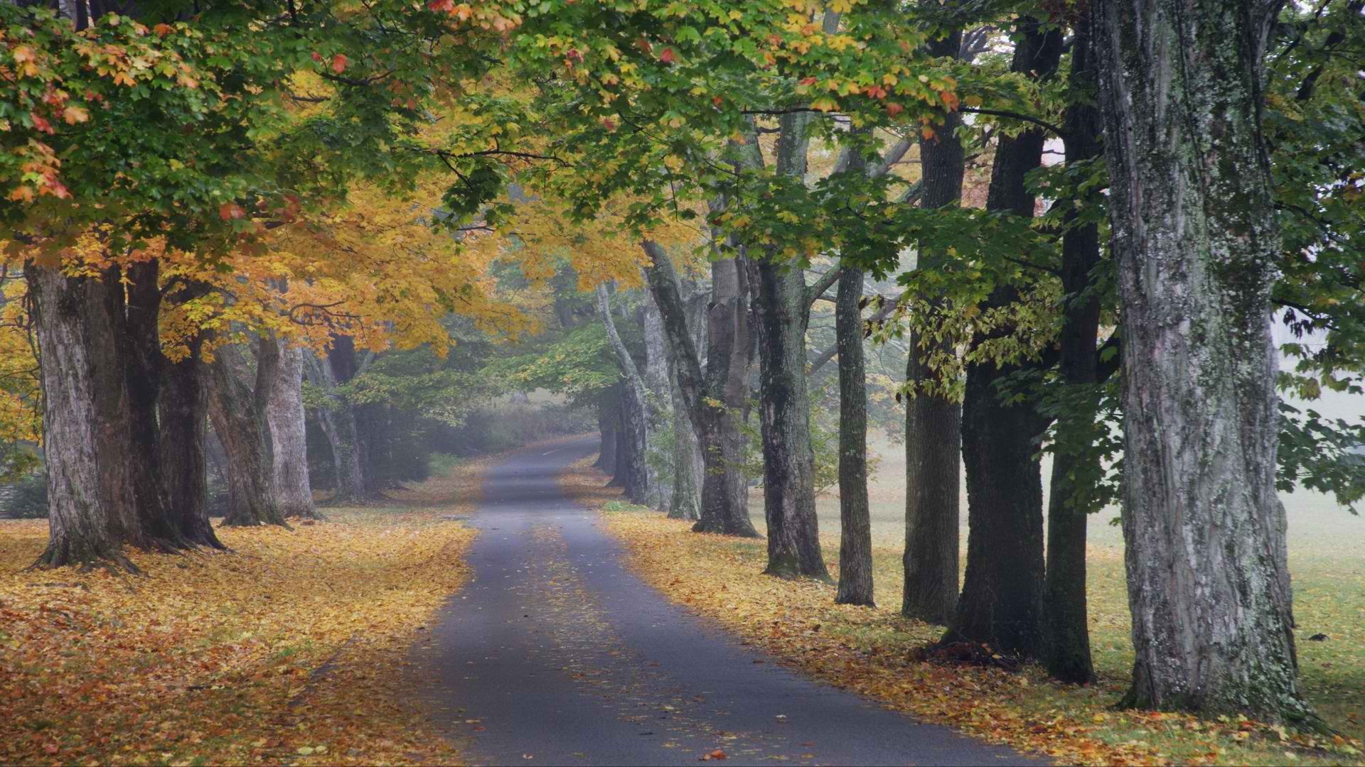 trees, autumn, journey, roads, louisville - desktop wallpaper