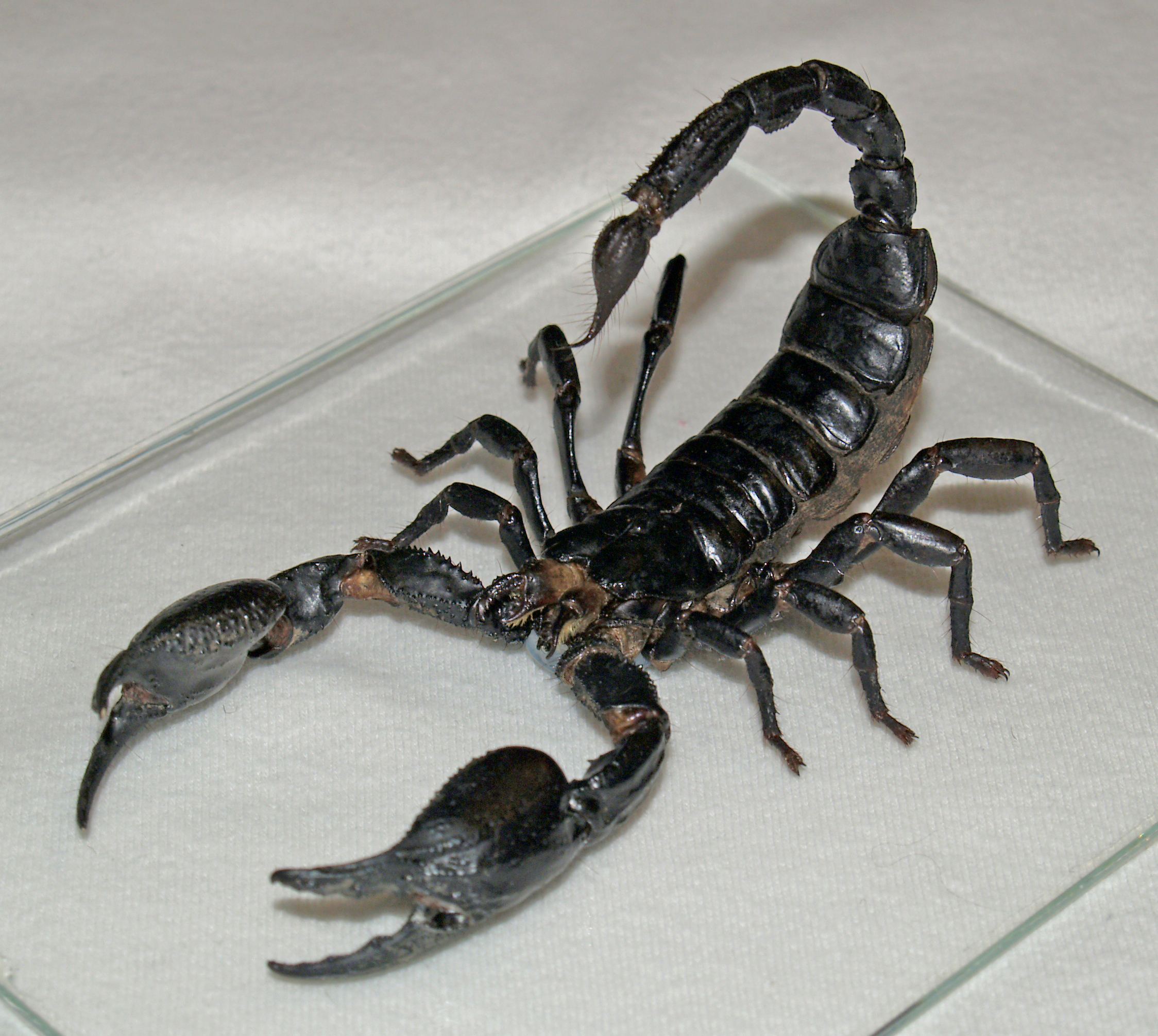 animals, scorpions - desktop wallpaper