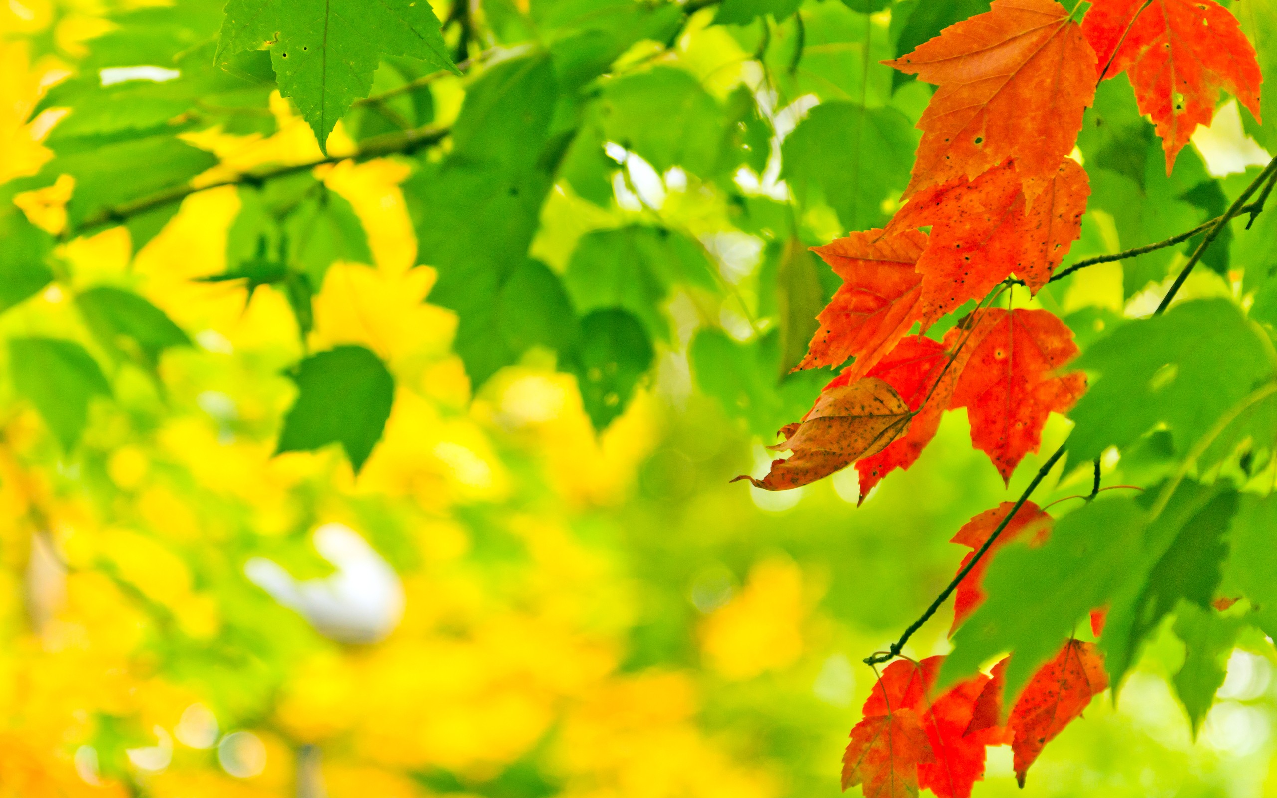 autumn, yellow, leaves - desktop wallpaper