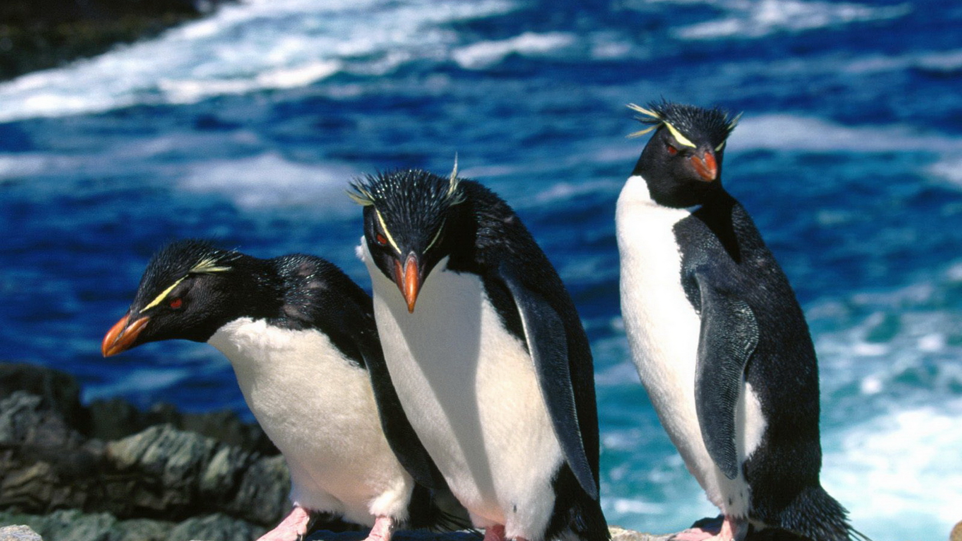 birds, penguins, Rockhopper Penguins - desktop wallpaper